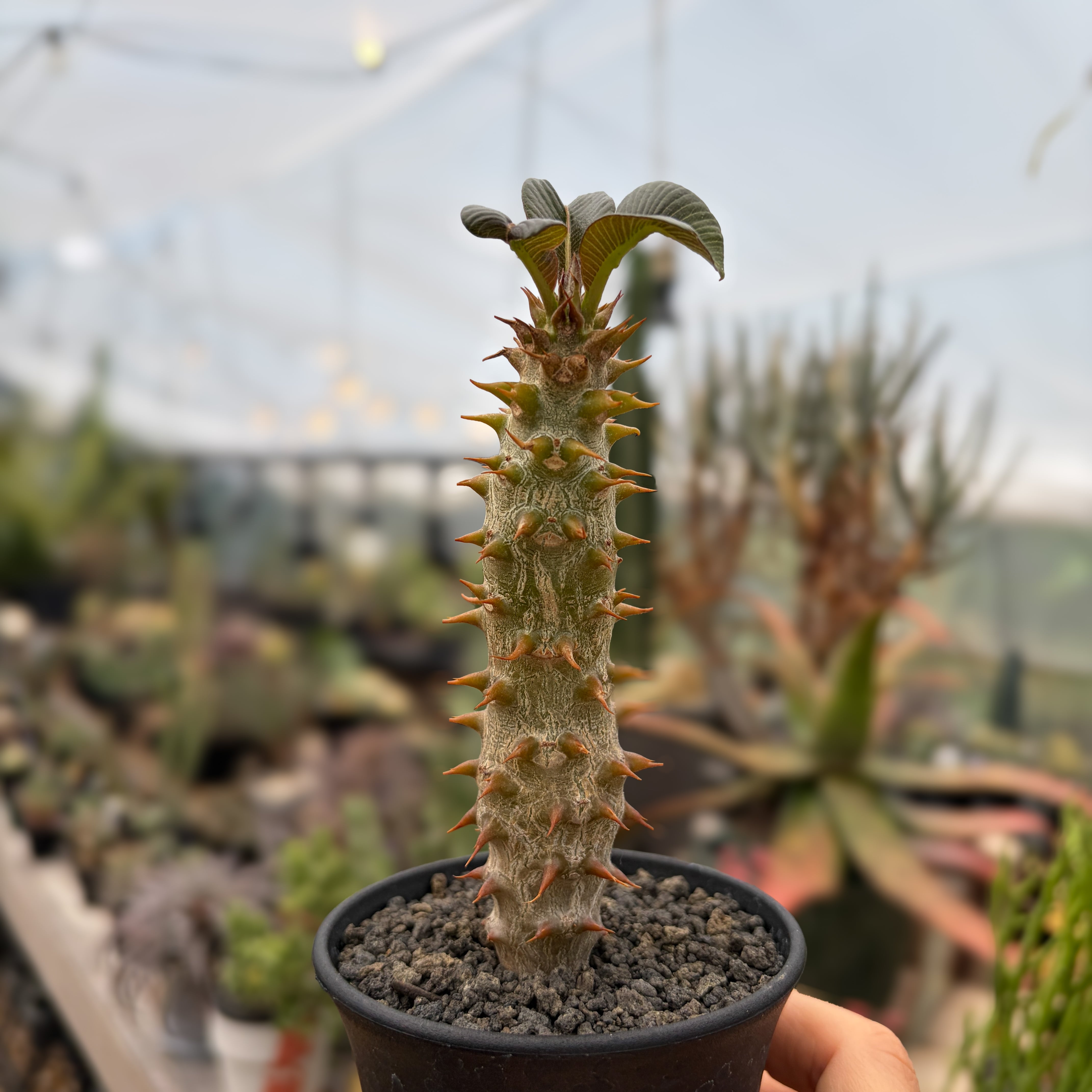 パキポディウムバロニー実生 Pachypodium baronii【パキポディウム・バロニー・実生】 | RIMO'S