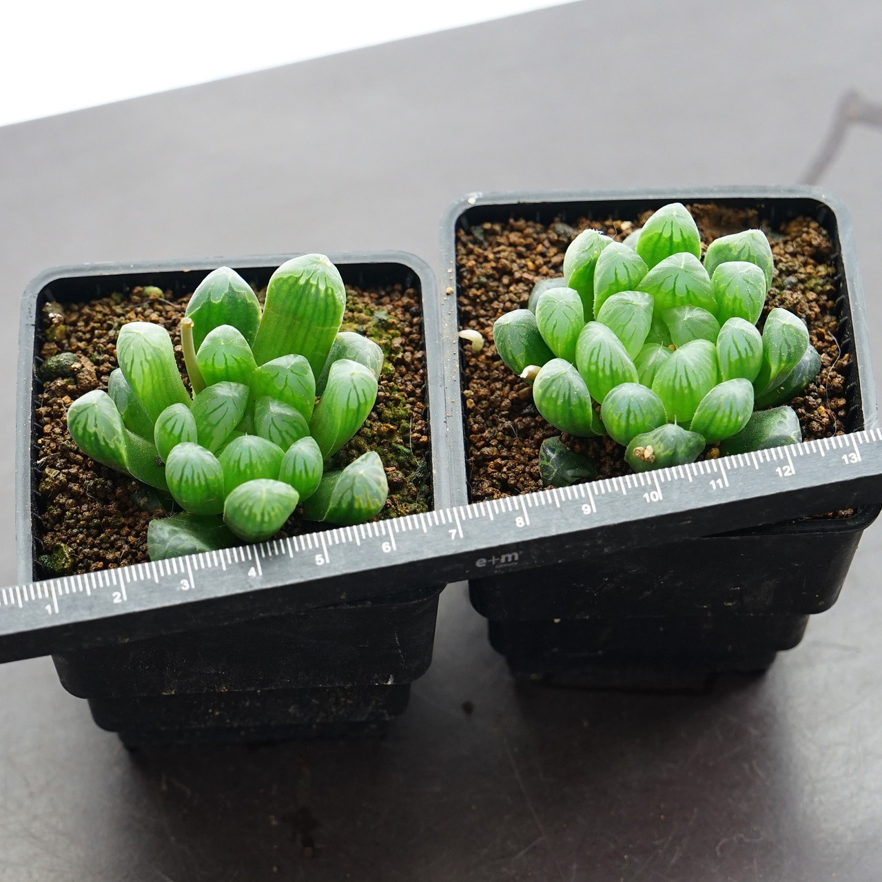 抜き苗 玉露 子苗 Haworthia 'Gyokuro'