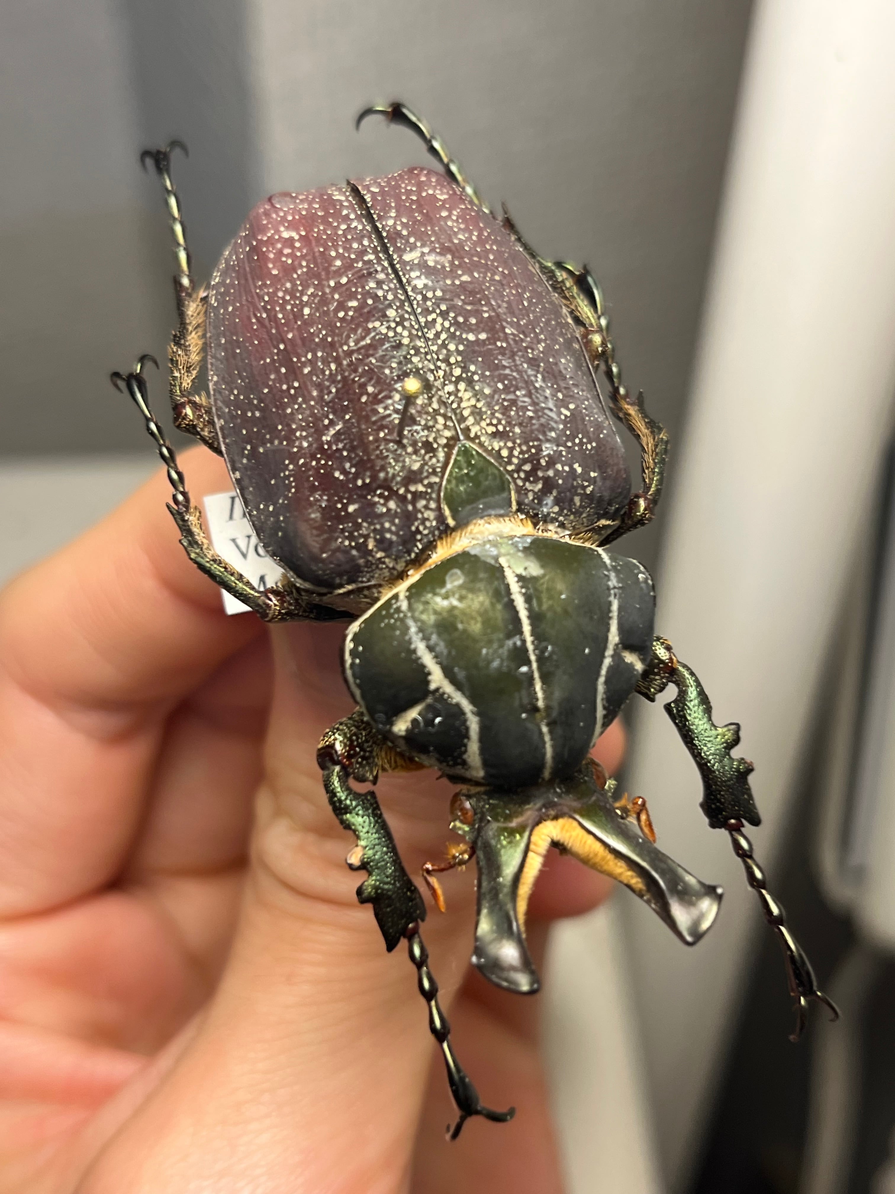 31mm】ヴィクトリナウグイスコガネ プラチナコガネ 標本 カナブン