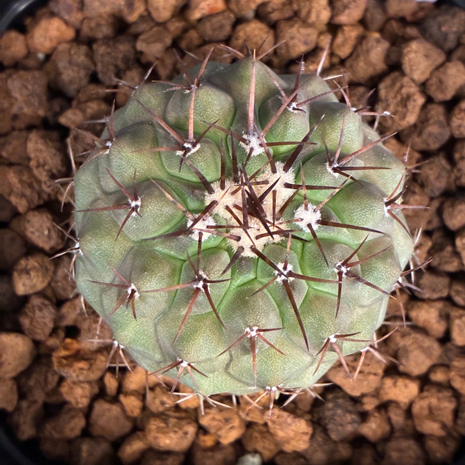 Copiapoa】サボテン コピアポア コルムナアルバ 孤竜丸 実生【561