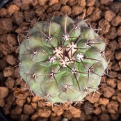 【Copiapoa】サボテン　コピアポア　コルムナアルバ　孤竜丸 実生【561】