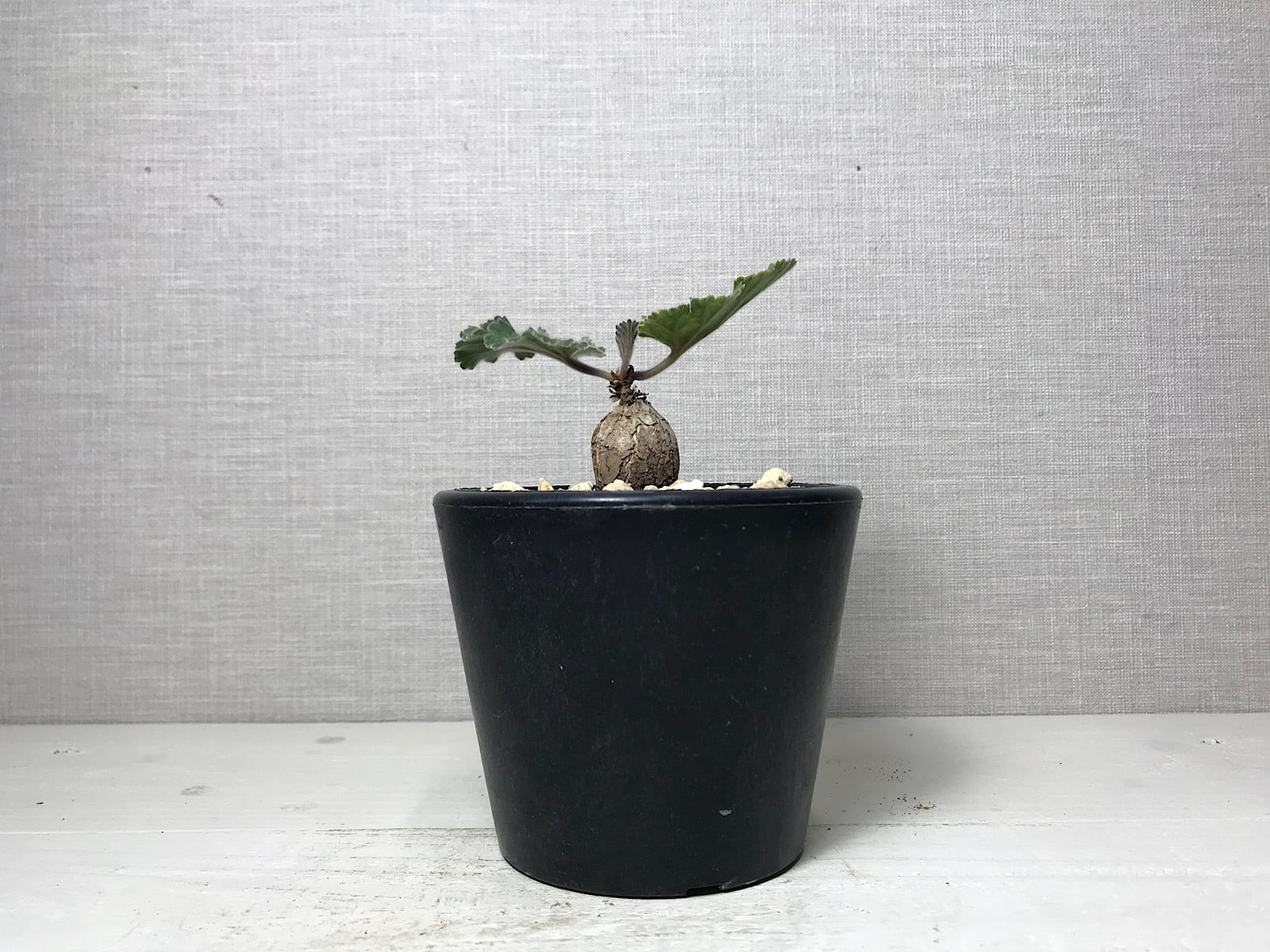 ペラルゴニウム ロバツム