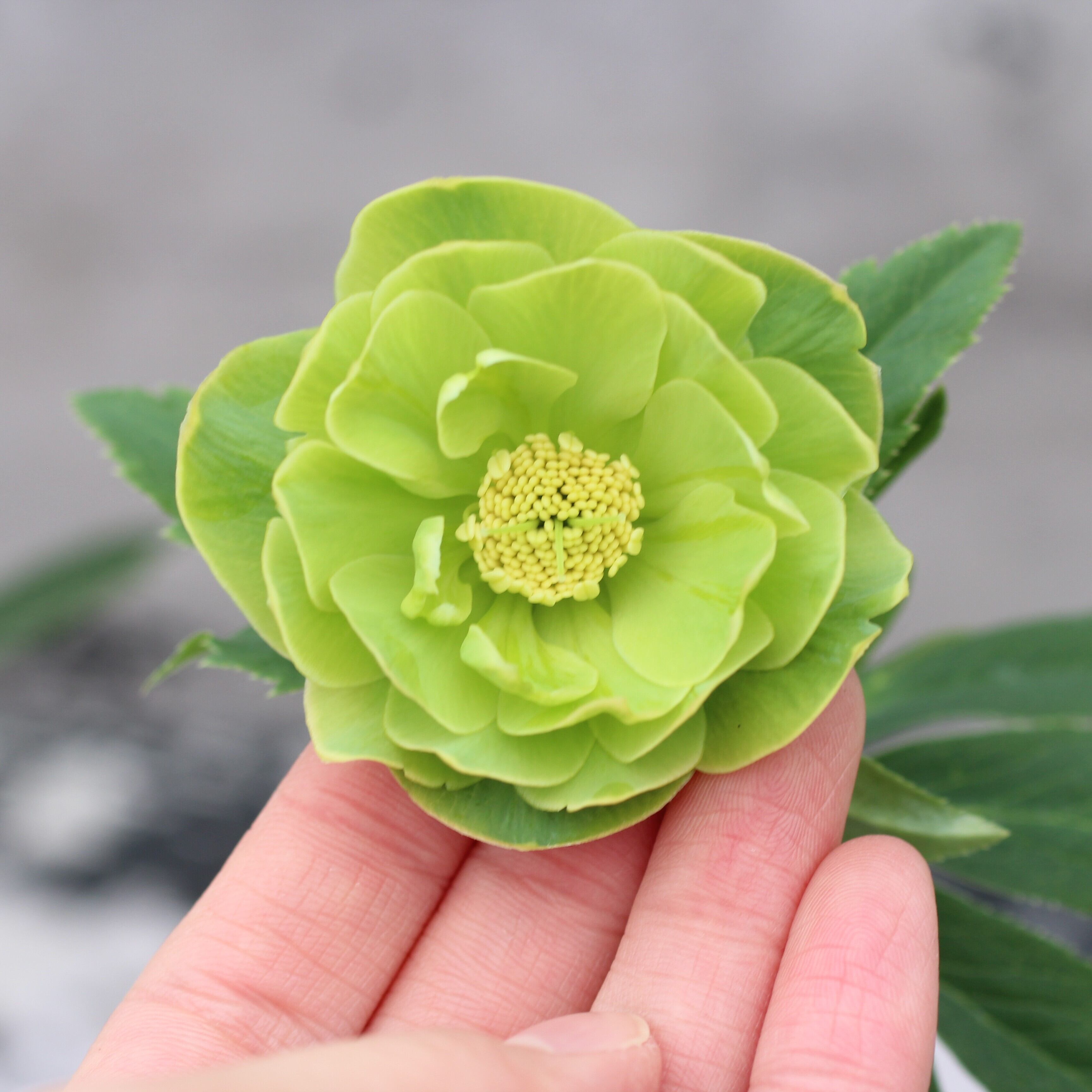 WS26-032 クリスマスローズ ウィンターシンフォニー グリーンダブル