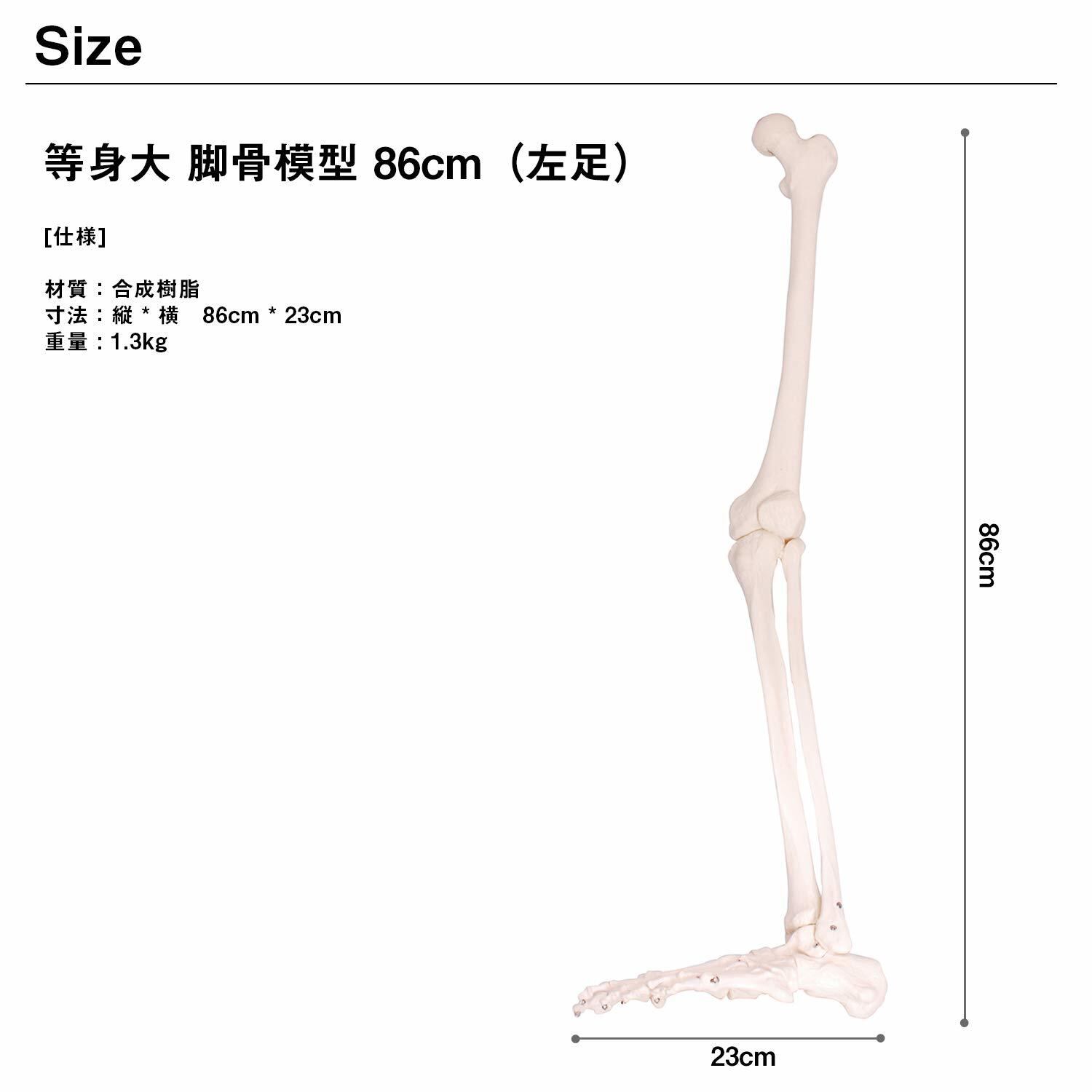 人体模型 下肢骨 大腿骨 脛骨 足骨 模型 等身大  ワイヤーつなぎ