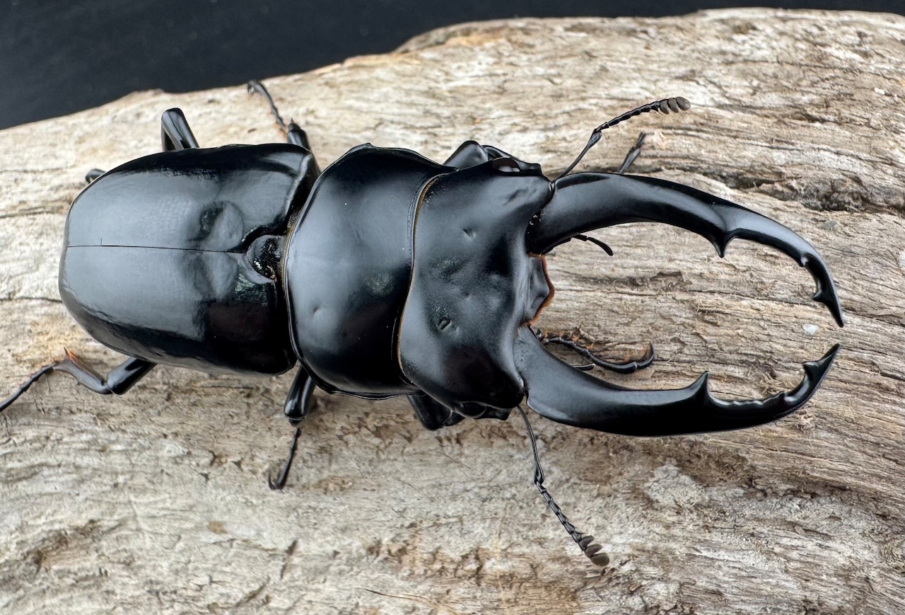 【WF3】《ネパレンシス ランターン産 62.5mm ♂単》