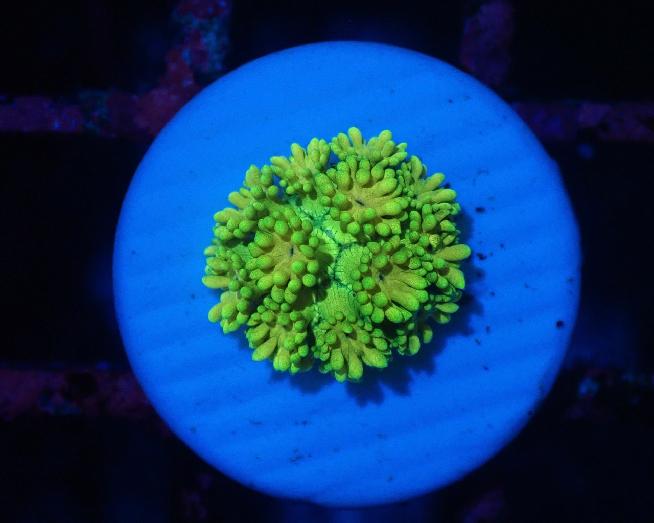 【現地買付】Goniopora FromMakassar Frag 6