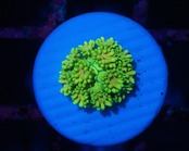 【現地買付】Goniopora FromMakassar Frag 6