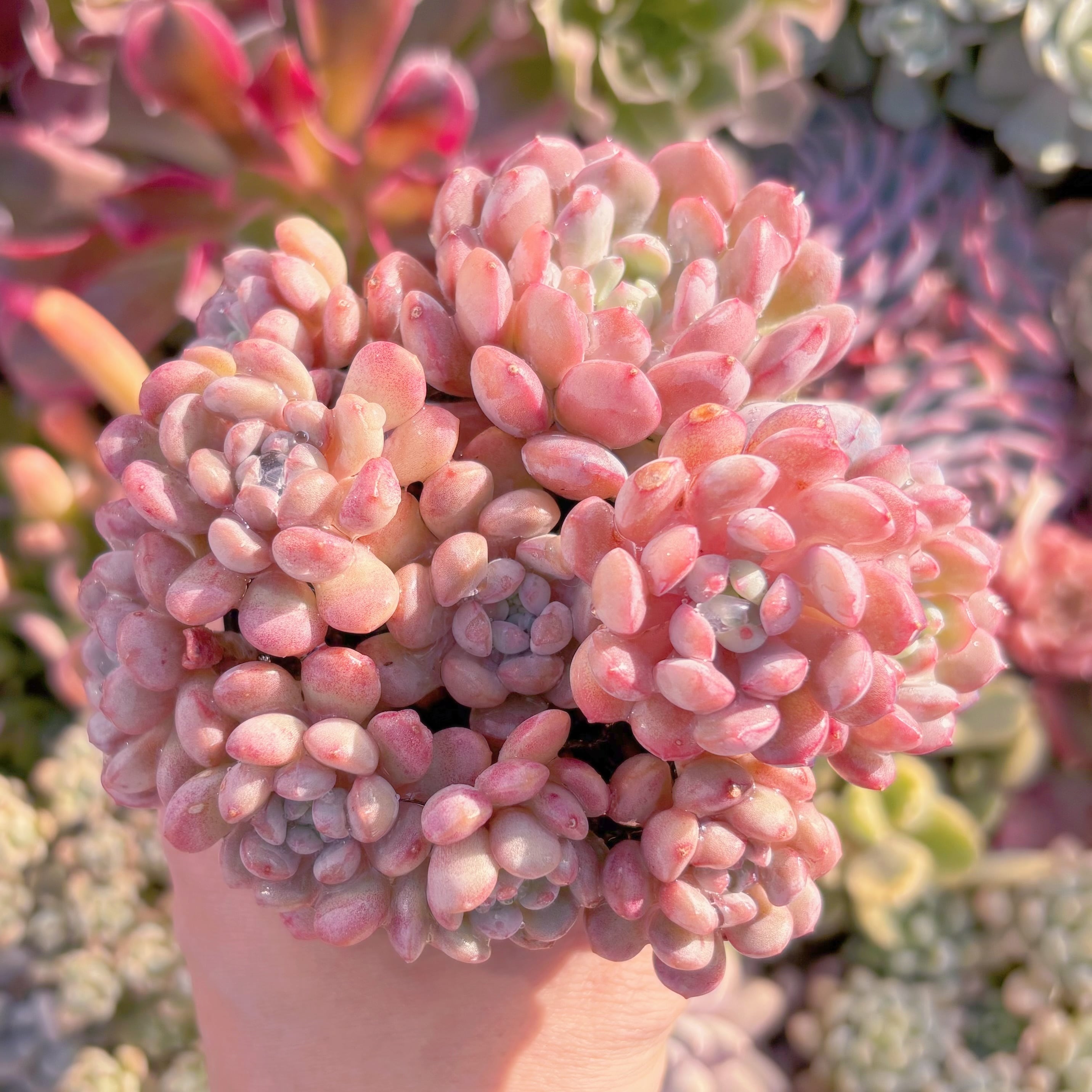 現品　萌豆#640 群生　るる農園