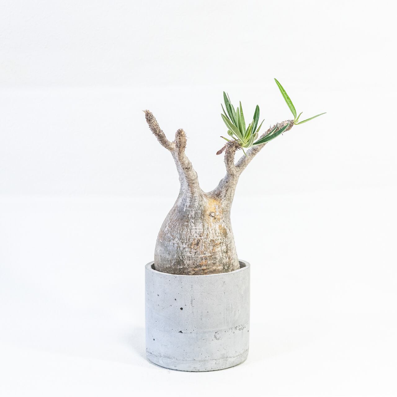 グラキリス 堂々たる存在感を放つ現地球 モルタル鉢仕立ての一点物