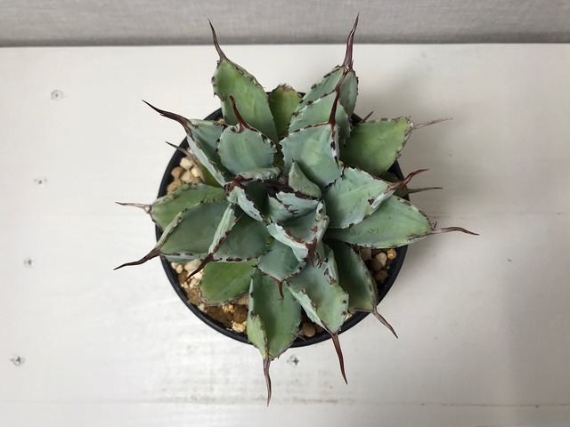 アガベ ポタトラム 'キュービック'