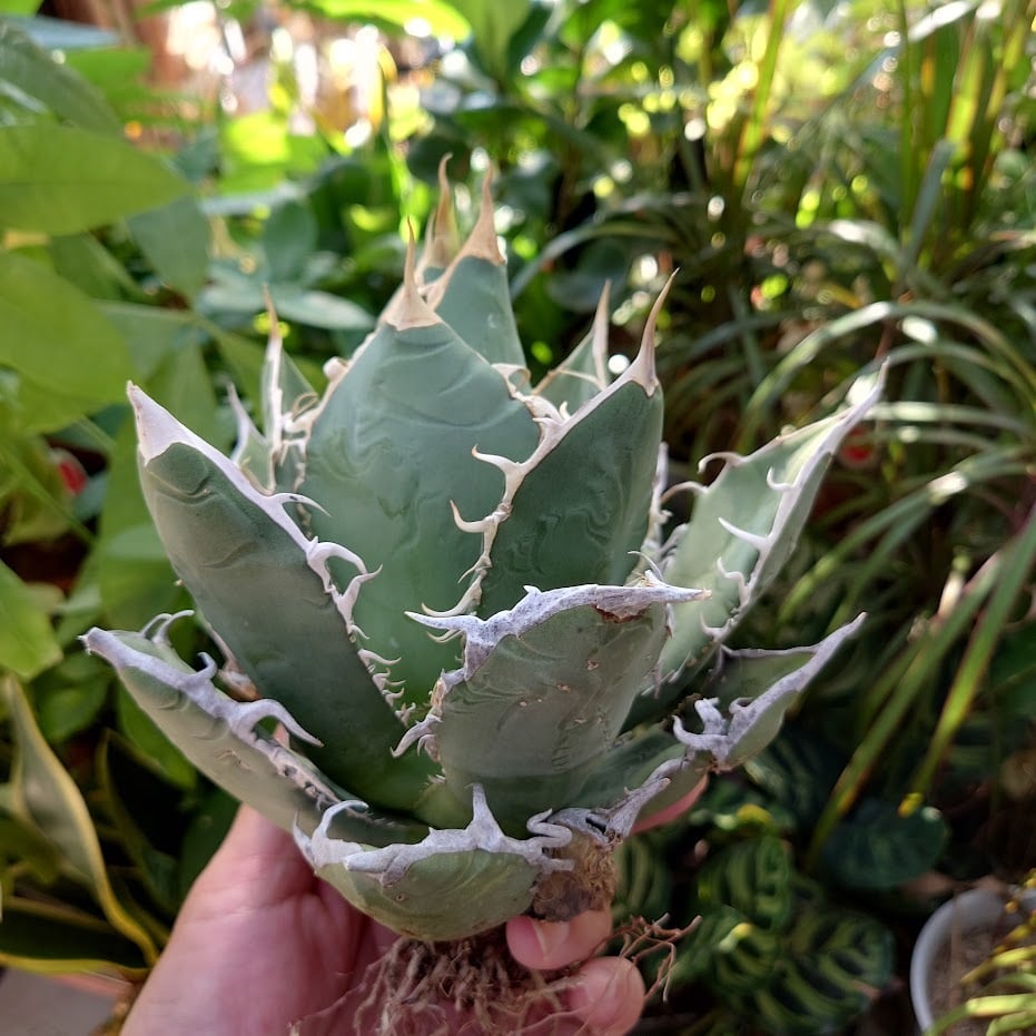 アガベ チタノタ オアハカ Agave titanota Oaxaca 18 | 多肉植物