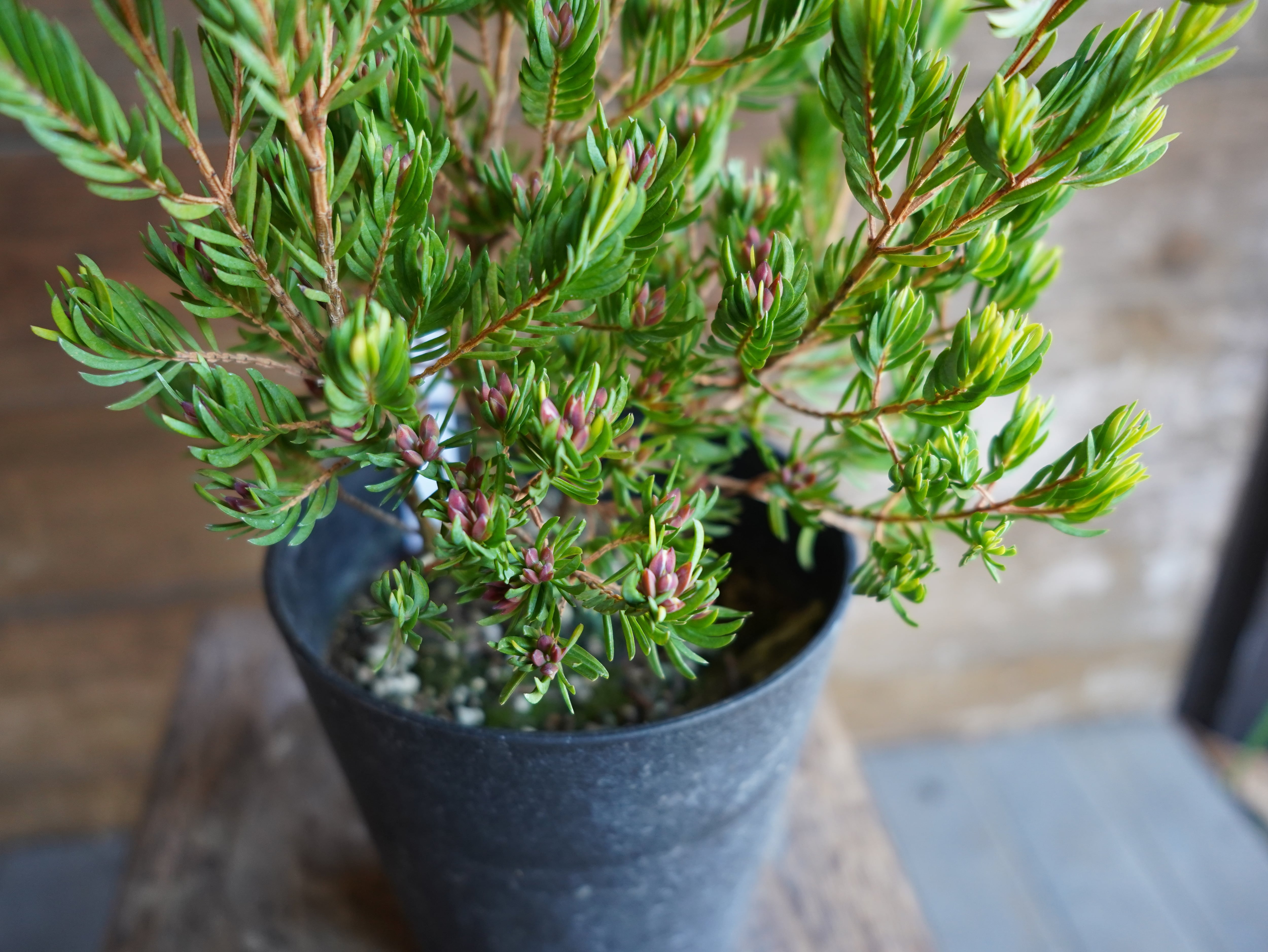 【現物】ダーウィニア ”プロセラ” B