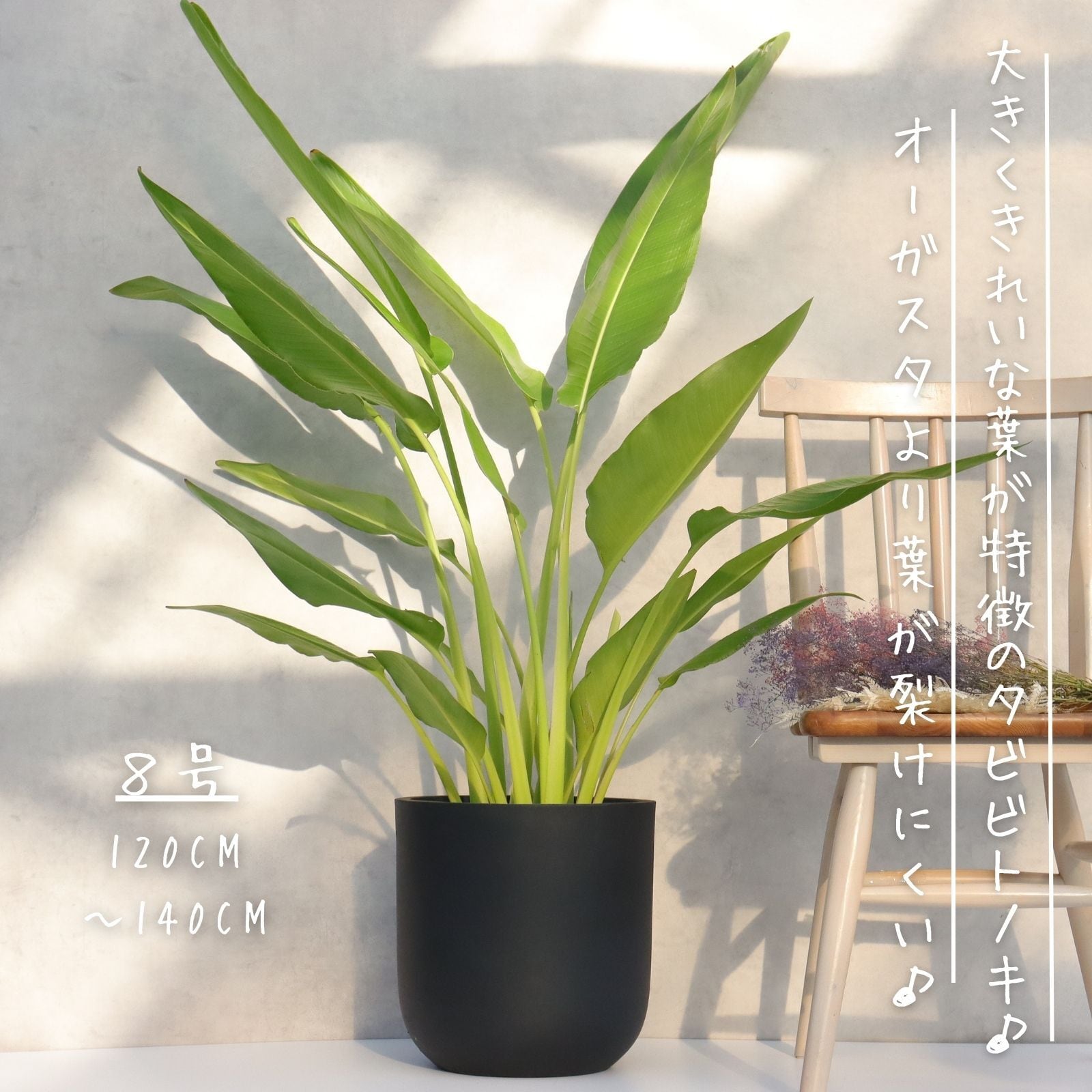 ブラキキトン　アケリフォリウス　ボトルツリー　希少　着払い　引き取り希望 ボトルツリー アケリフォリウス ブラキキトン 朴もの 朴仕立て お祝い