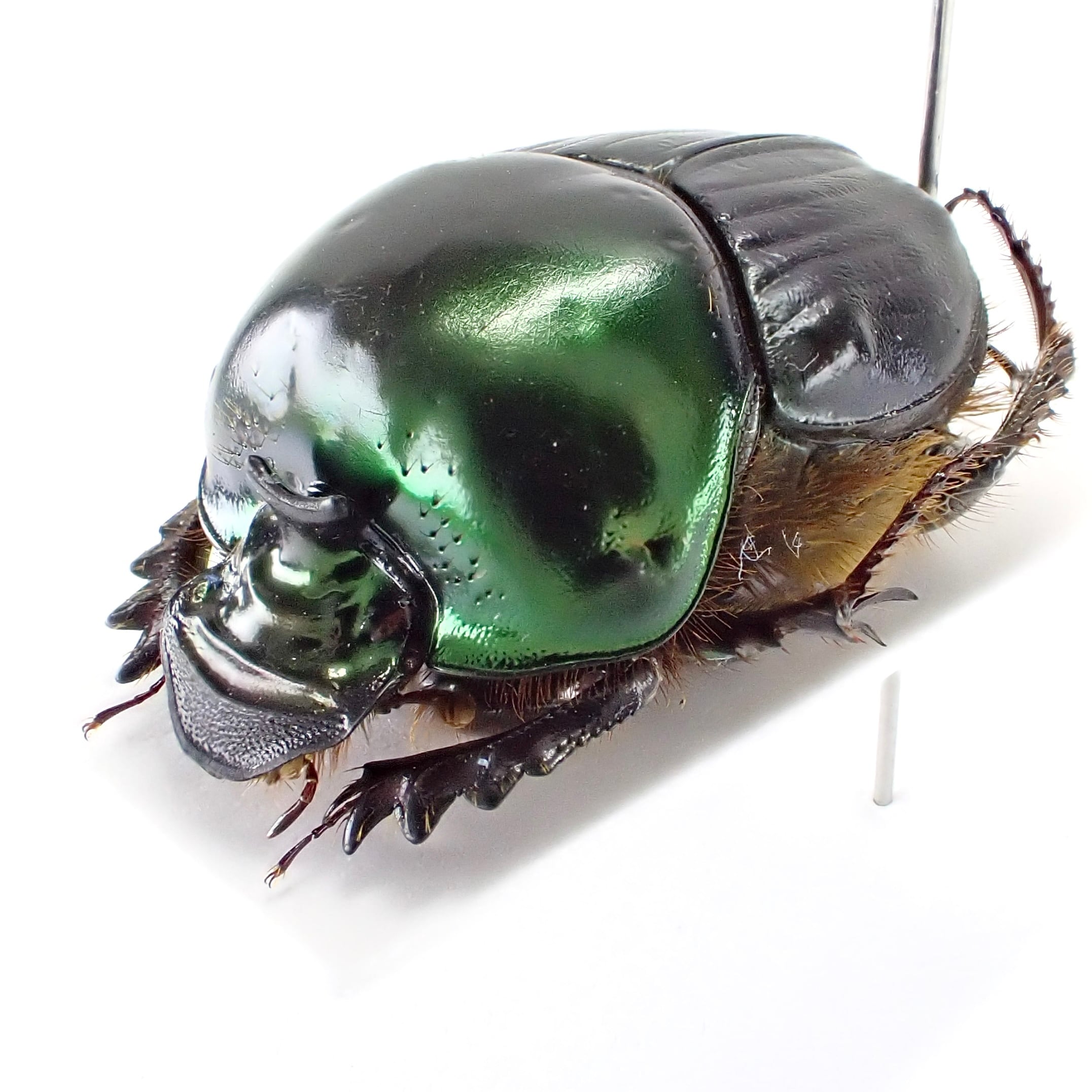 マダガスカル産 Helictopleurus giganteus ♂ 20mm | 昆虫標本 マダガスカル産 Helictopleurus giganteus ♂ 20mm | 昆虫標本
