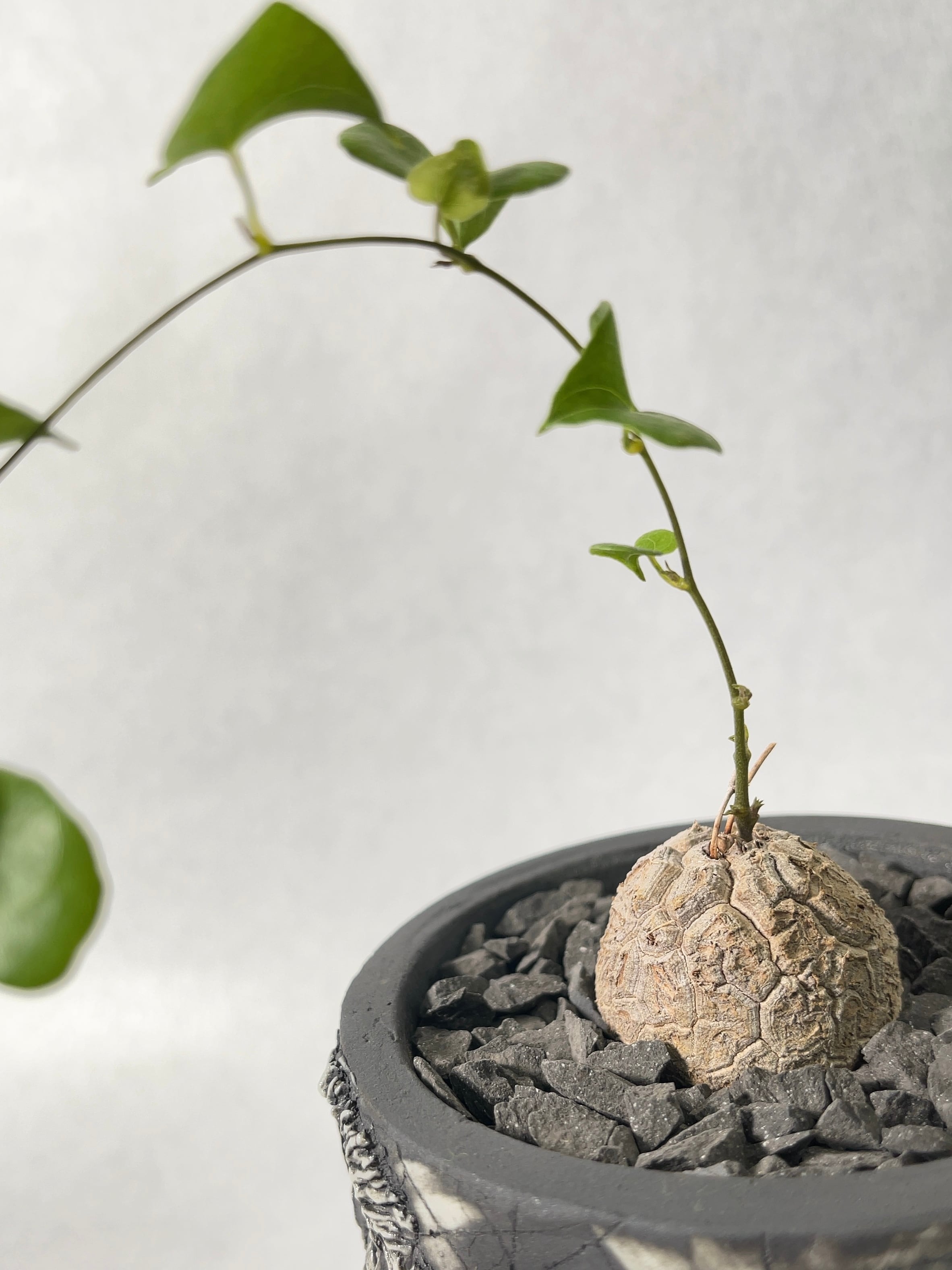 1000粒 亀甲竜種子 Dioscorea elephantipes 種子] ディオスコレア エレファンティペス Dioscorea elephantipes