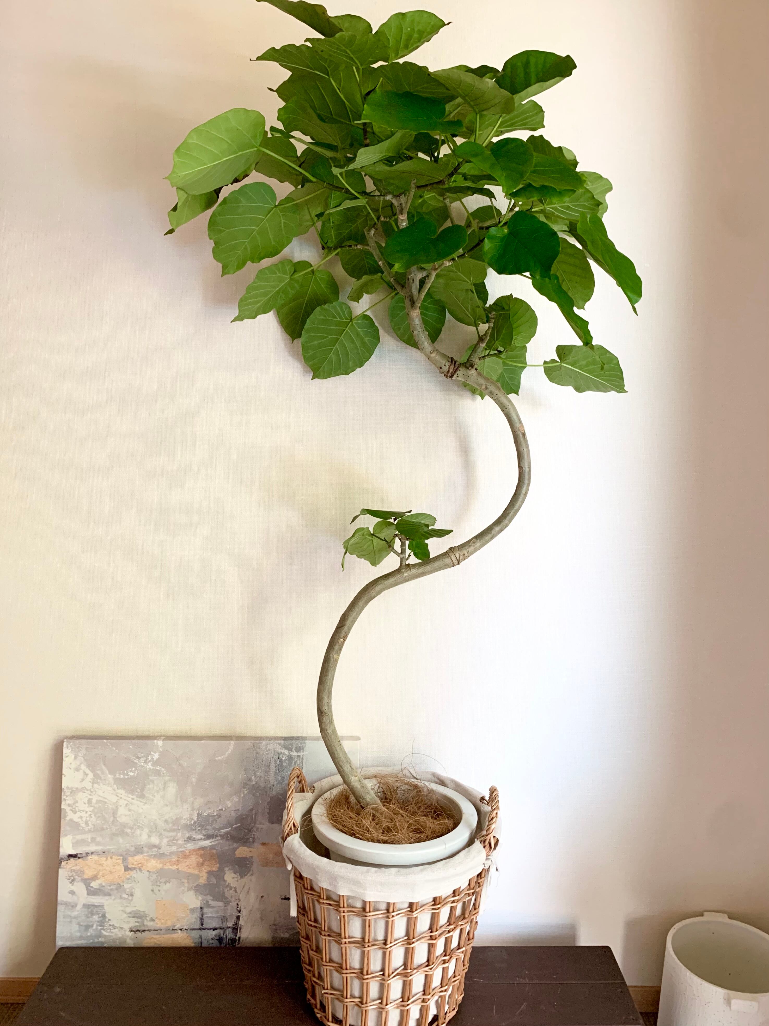 観葉植物 フィカス リン 希少 A