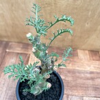 Pelargonium carnosum【ペラルゴニウム・カルノーサム】