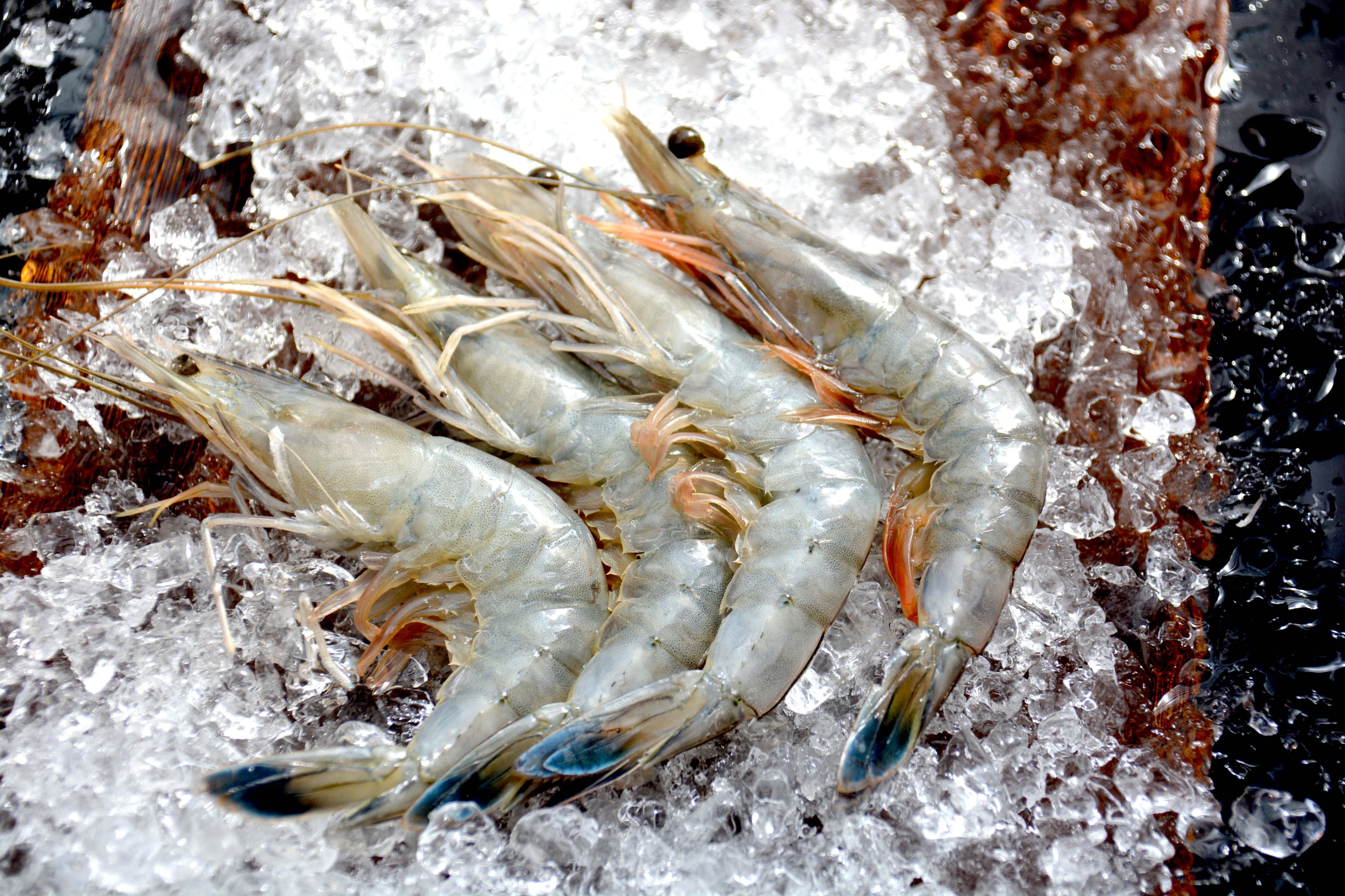 400gオマール海老入り!】豪華海鮮カンカン焼きセット（3人前） | 活