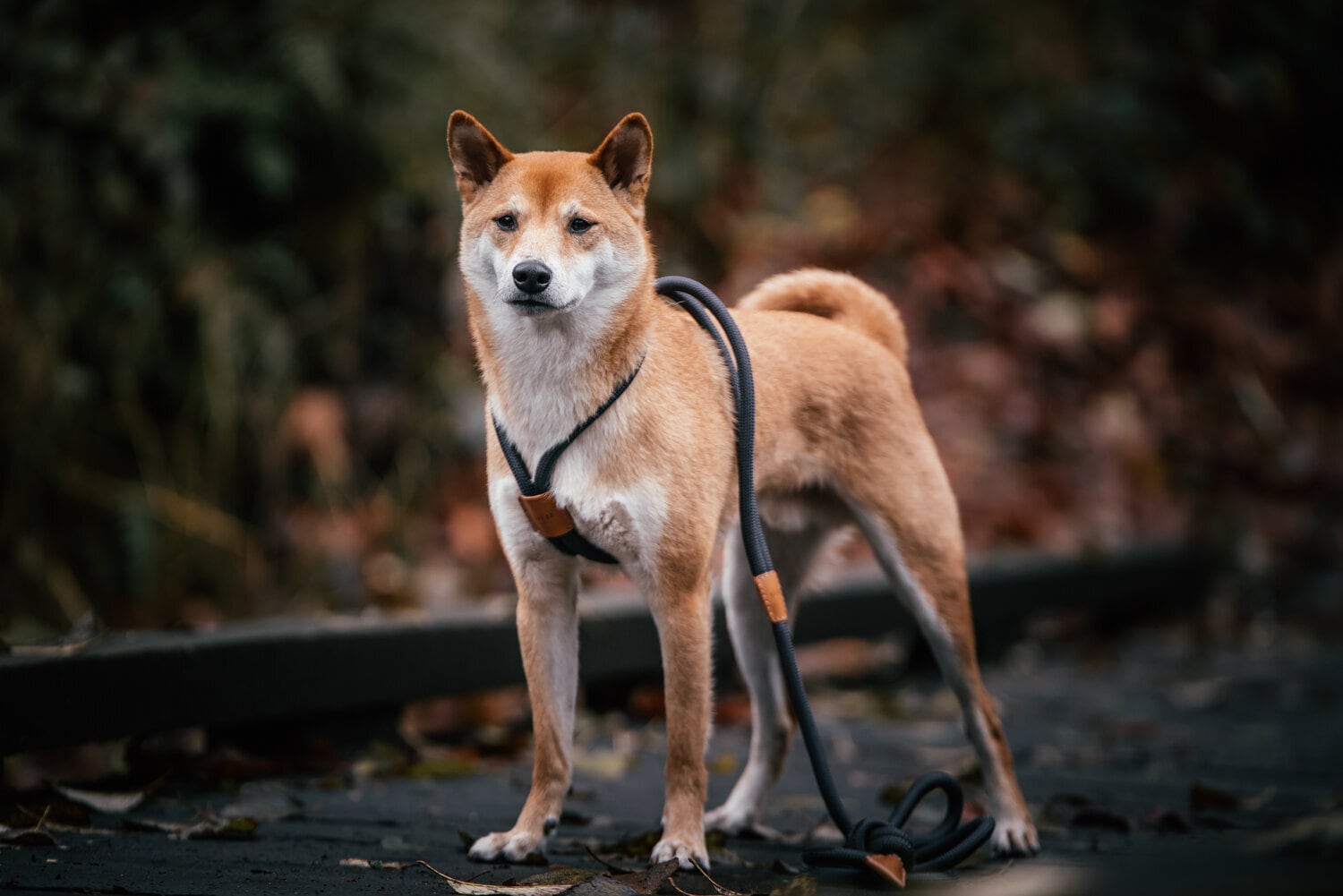boo'oh Ray Harness - Dark Gray | ote.