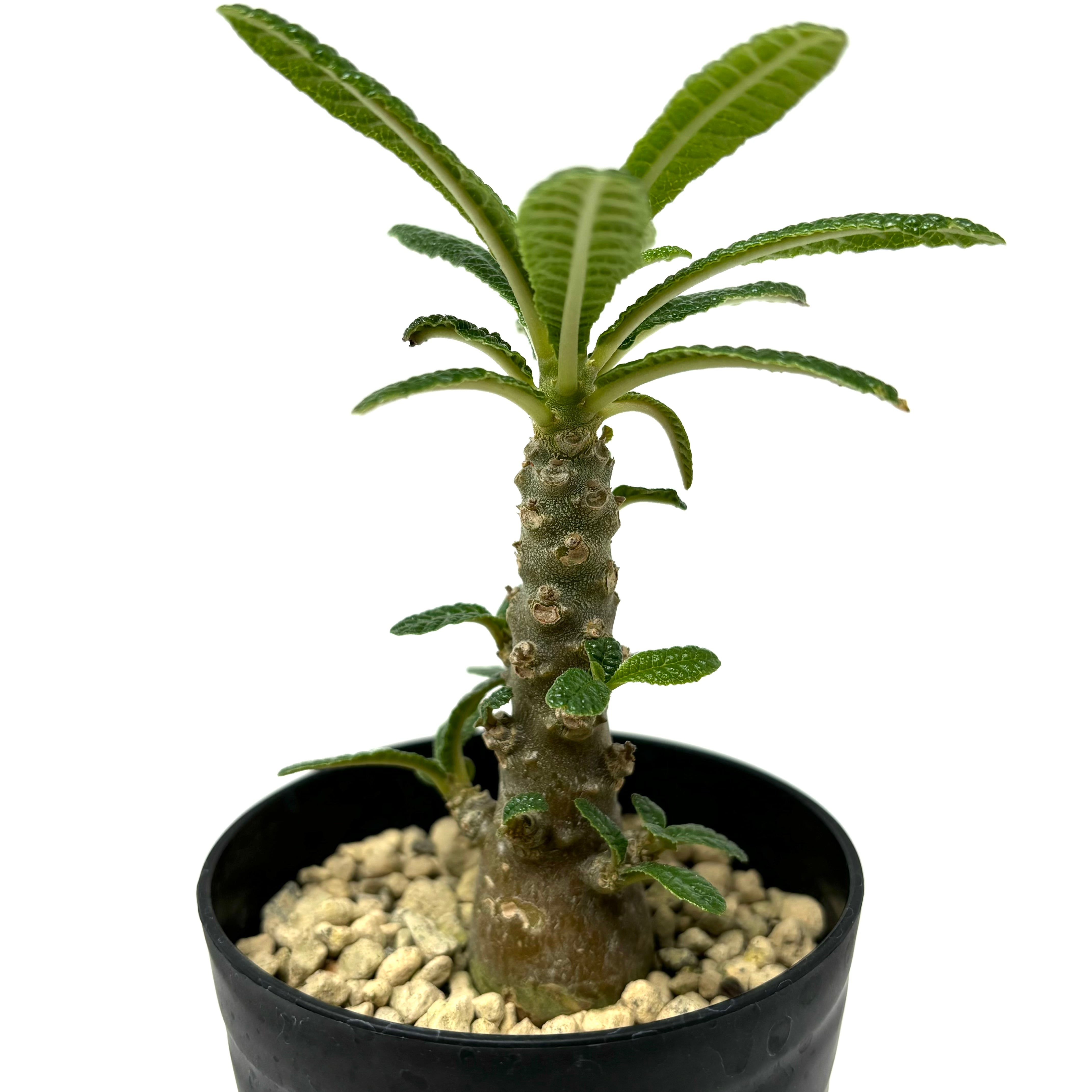 ドルステニア ギガス Dorstenia gigas 2021/2/21播種 ドルステニア ギガス Dorstenia gigas 2021/2/21播種
