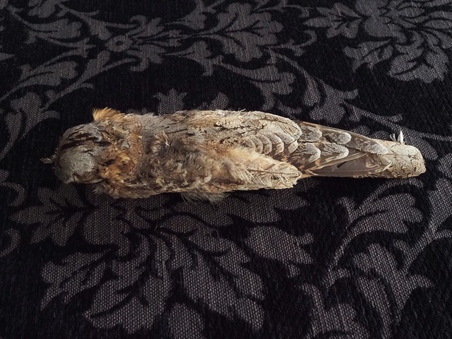 2026年 ハッピー・セット  鳥 Ⅰ