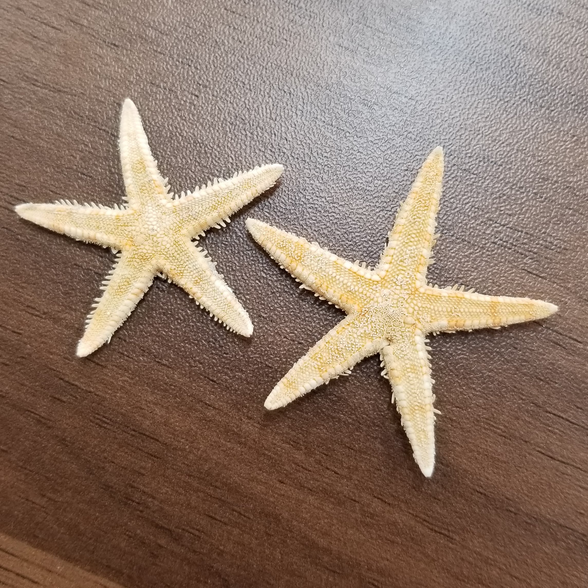 小さなヒトデ c173f01034d1743587af08ec9cf2bd