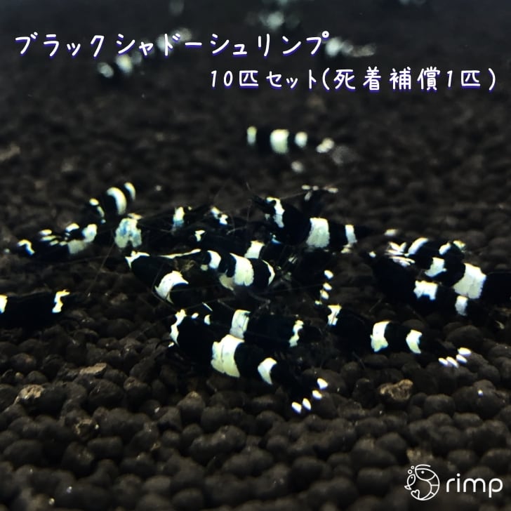 ブラックシャドーシュリンプ 10匹 + 死着補償1匹 | rimp