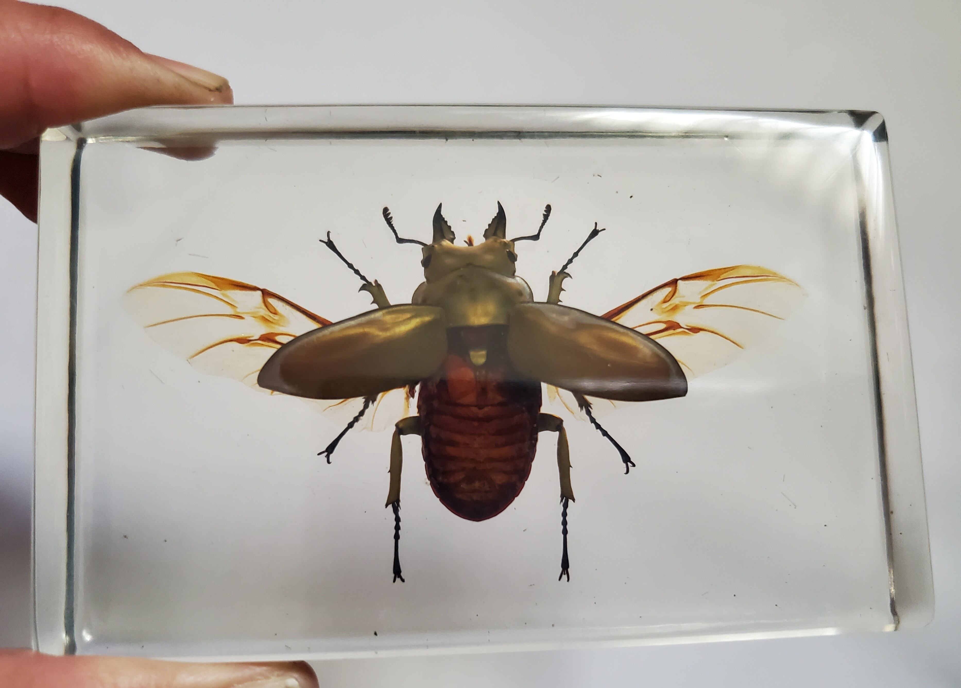 【25mm】ブロンズカミキリ標本　タマムシスハンダエプラチナコガネコブハムシ 25mm】ブロンズカミキリ標本 タマムシスハンダエプラチナコガネ