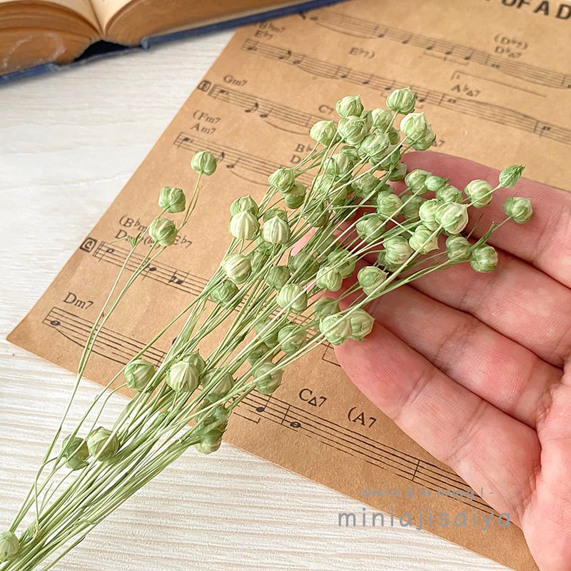 定番外限定色 】リンフラワー アイスグリーン 【ドライフラワー