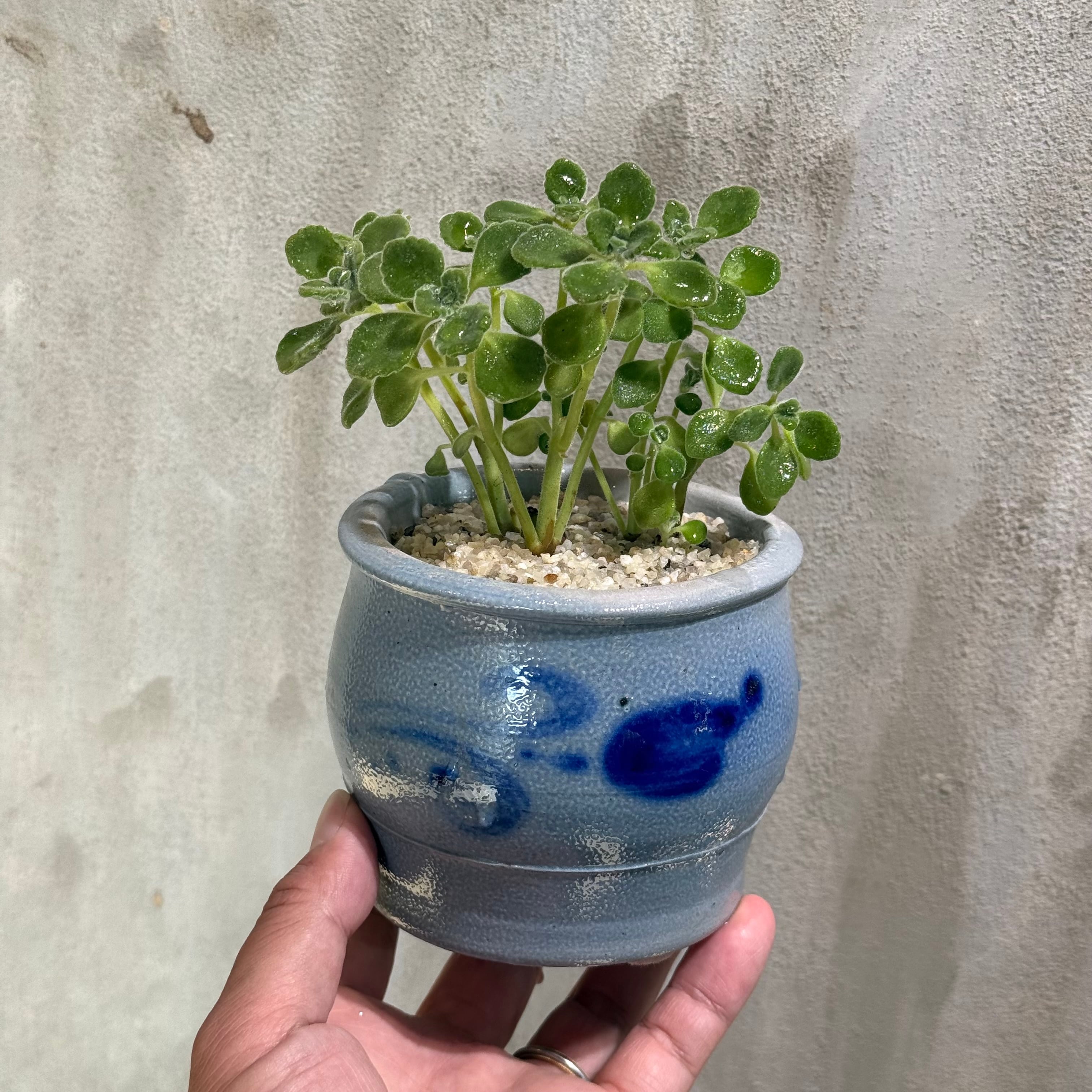植物 | A-PLANTS