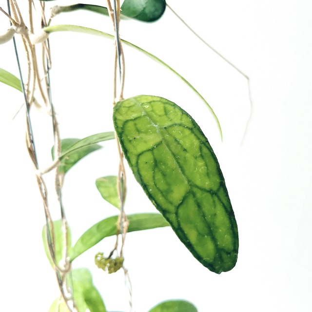 Hoya finlaysonii（ホヤ・フィンレイソニー）観葉植物 calm cafe