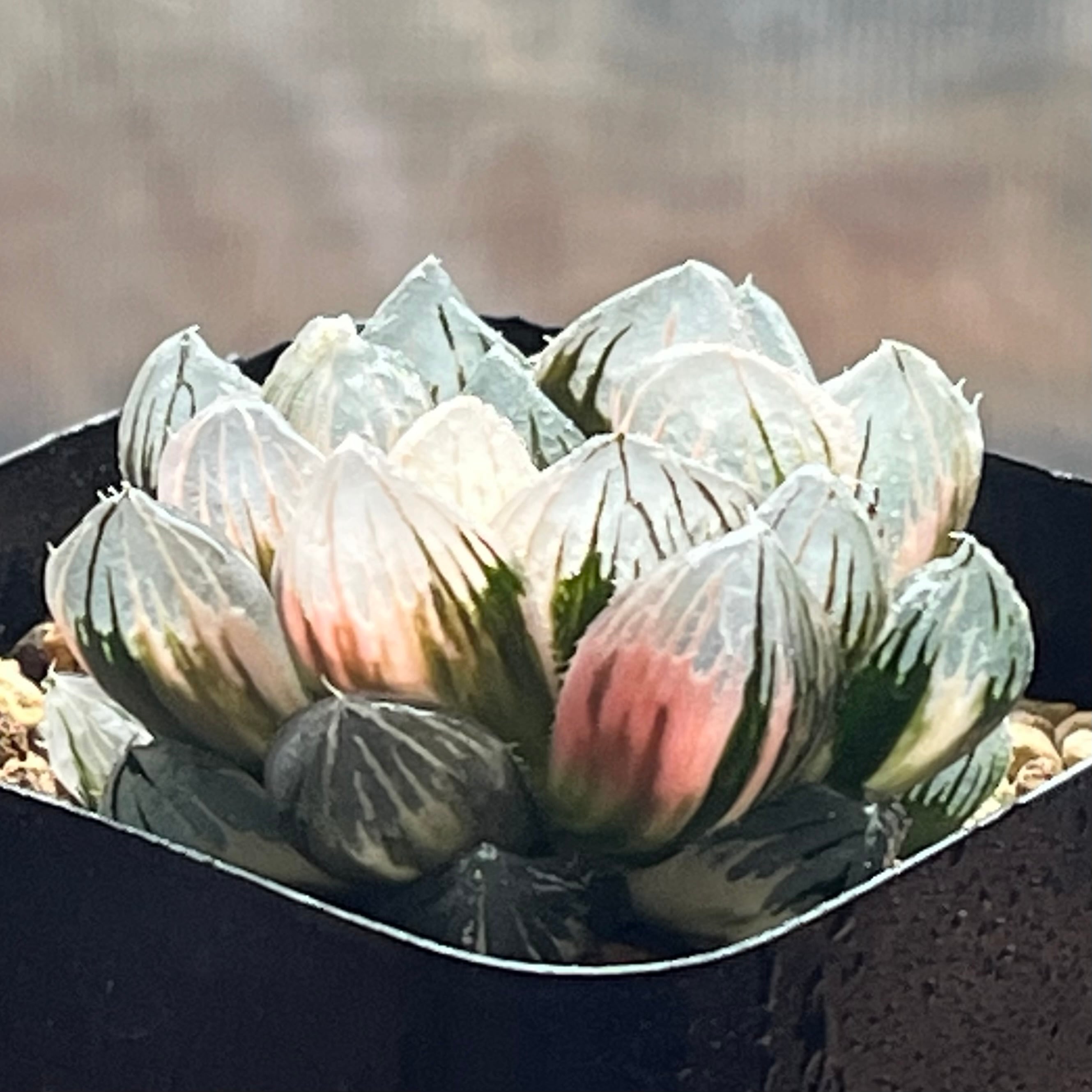 ハオルチア 竜爪 オブツーサ錦① | mocono_plants