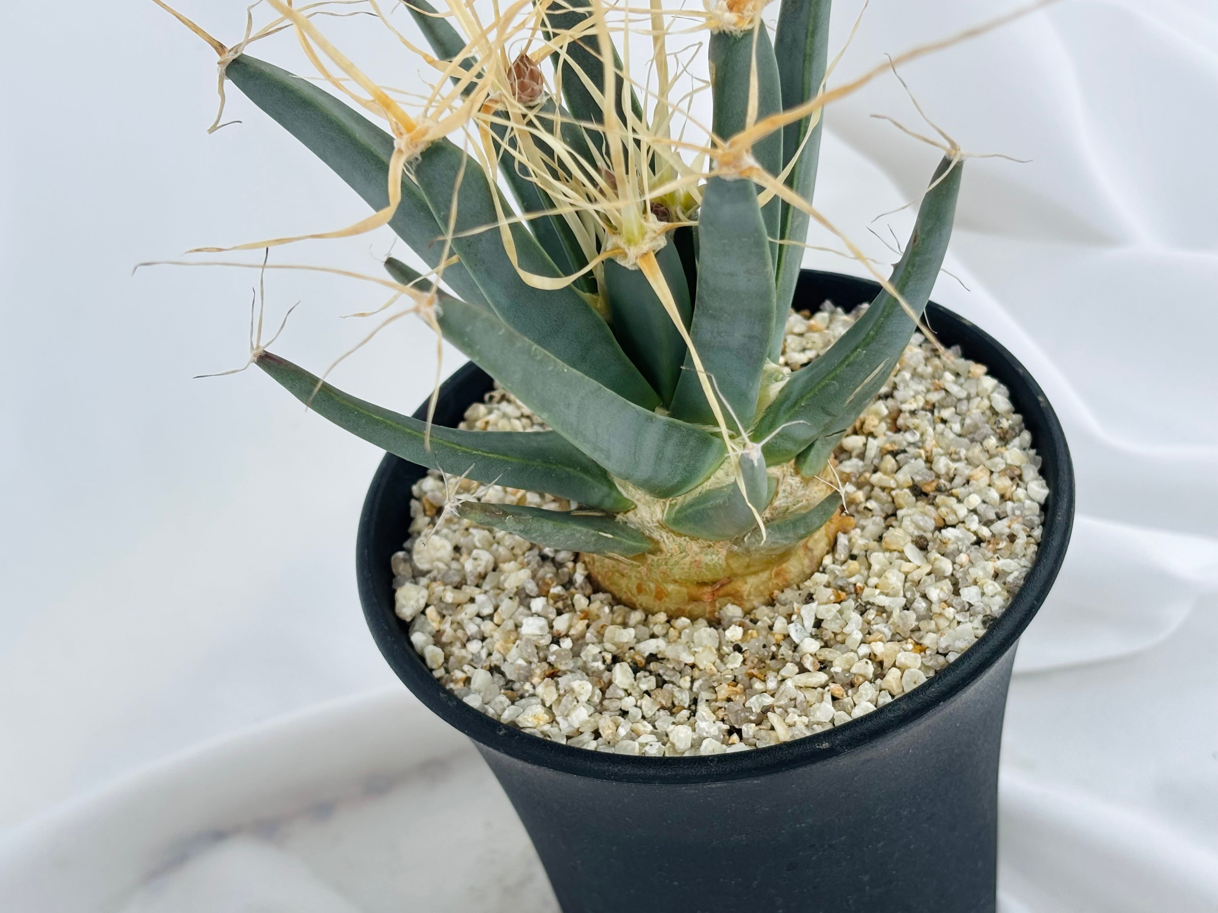 Leuchtenbergia principis レウクテンベルギア 晃山 サボテン | plants