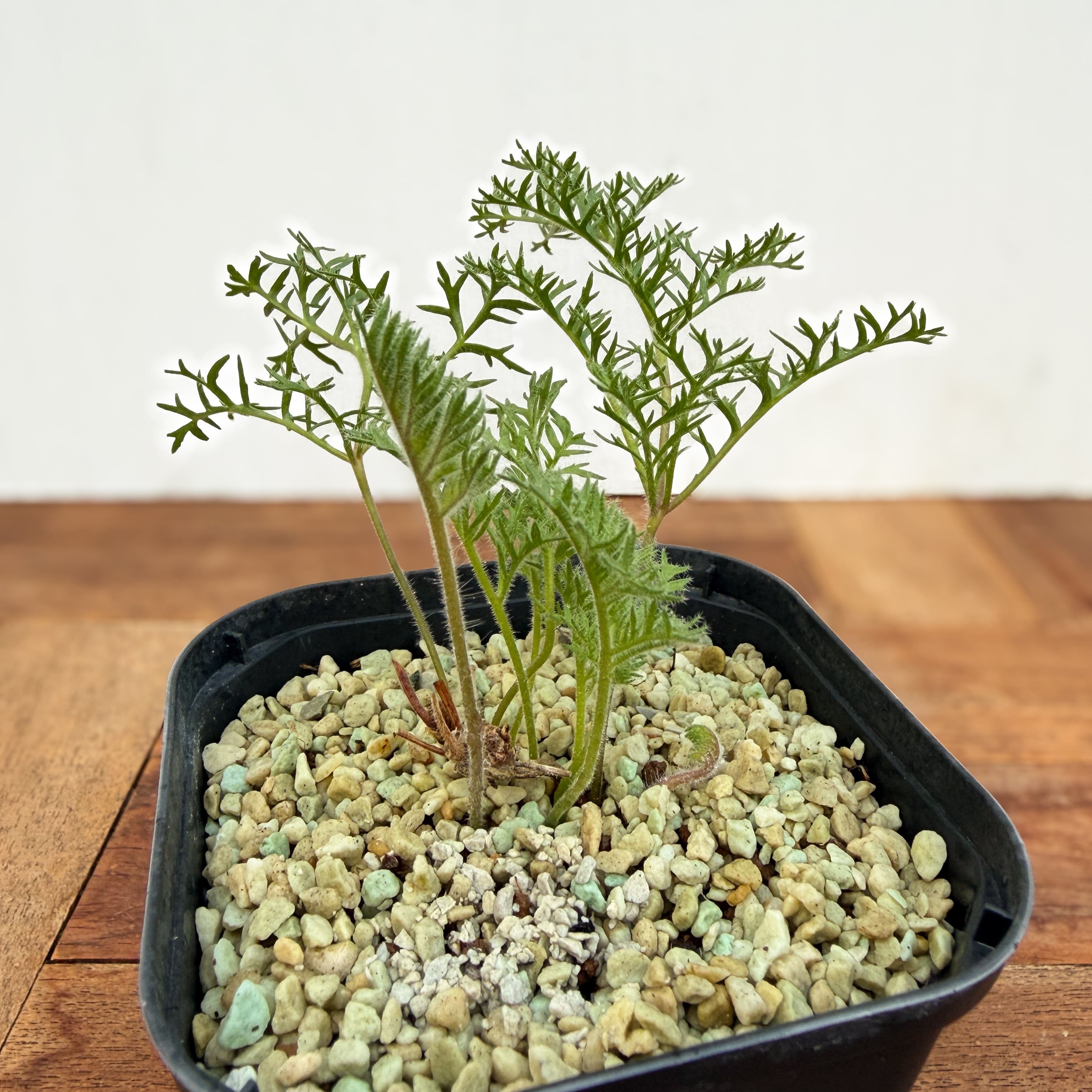 Pelargonium triste【ペラルゴニウム・トリステ・実生】 | RIMO'S