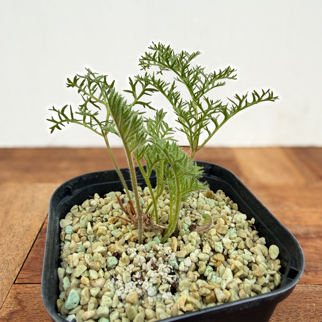 Pelargonium triste【ペラルゴニウム・トリステ・実生】