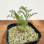 Pelargonium triste【ペラルゴニウム・トリステ・実生】