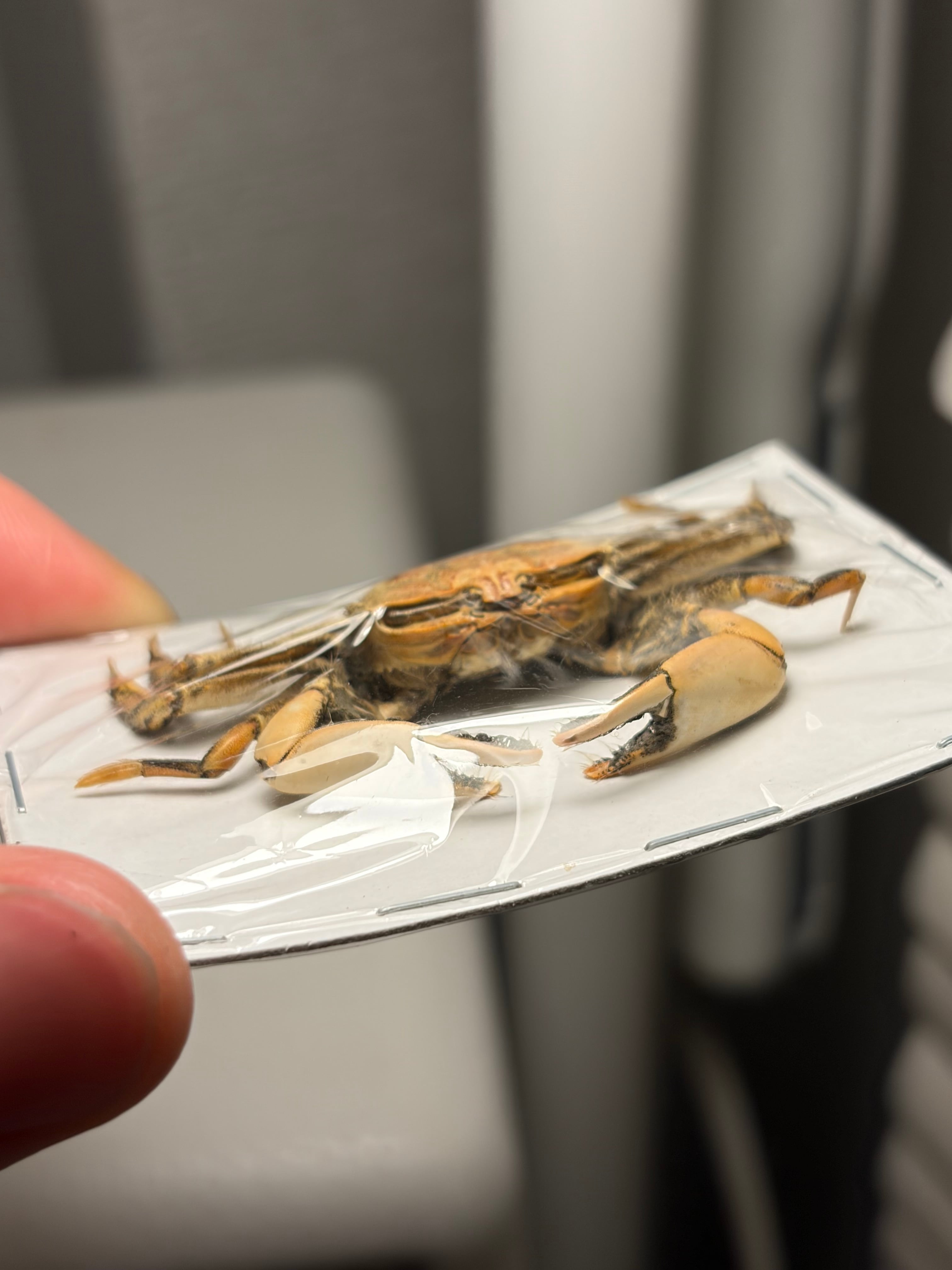 蟹標本】一般的なカニの標本 ガニ 甲殻類 シャコ エビ モンハナシャコ