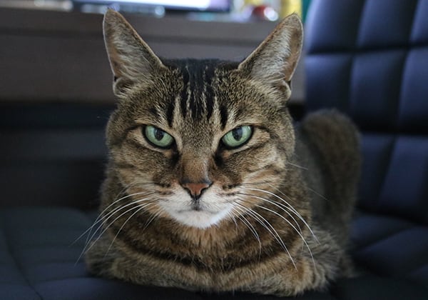 猫 ポストカード The Cat who....目ヂカラ 10x14.8センチ(cm)官製はがきサイズ 猫写真 はがき ねこ葉書 ネコハガキ Postcard アイとちび アイシス