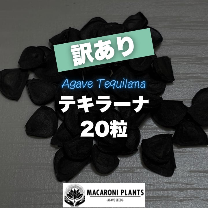 アガベ テキラーナ 種子 50粒 Agave tequilana | MACARONI PLANTS