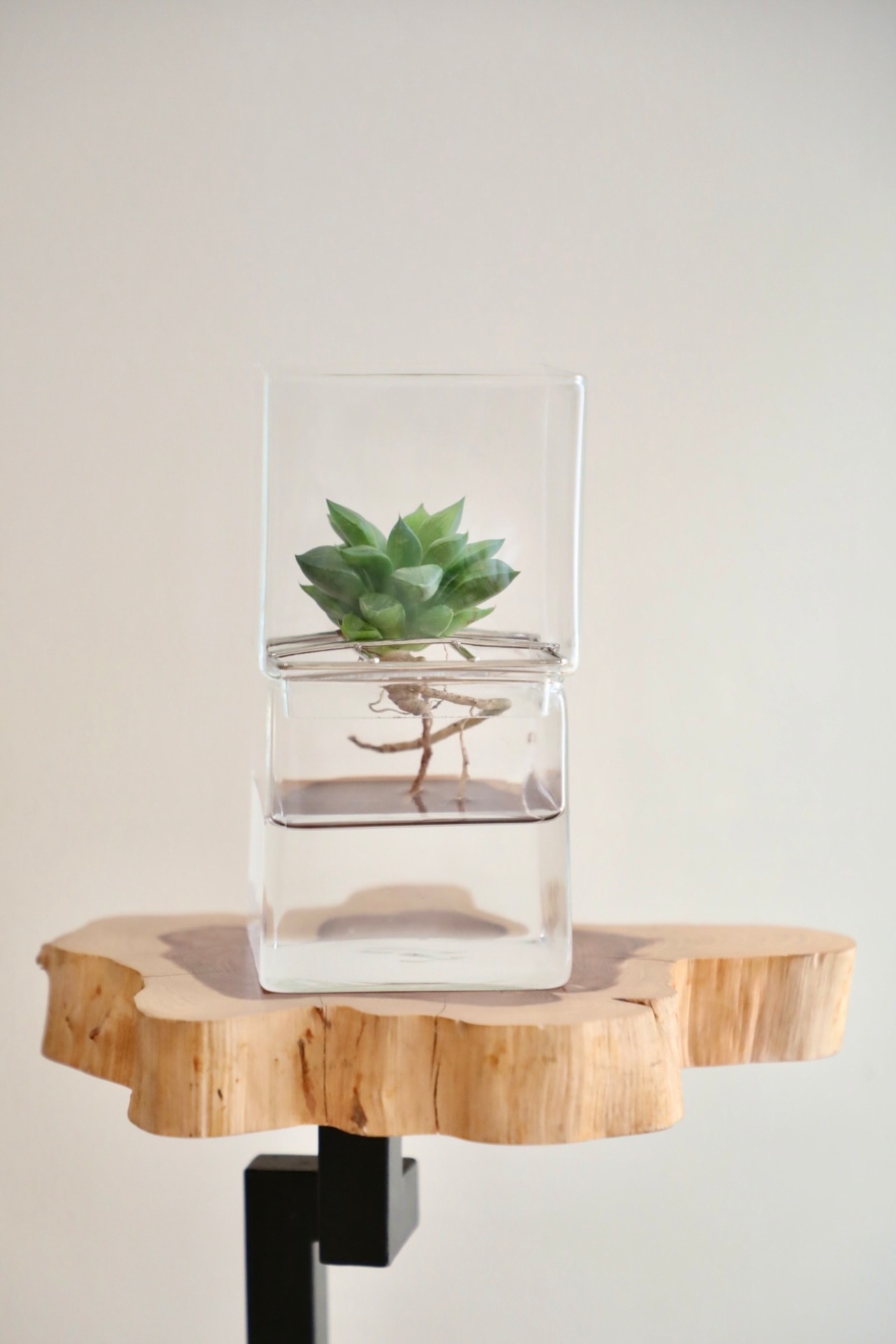 【S】ハオルチア グラシリス テネラ　※ハイドログラスポット付き