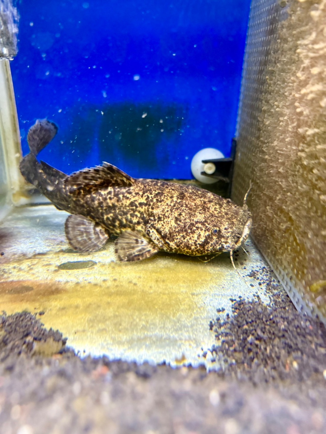 オレンジキャット - 1