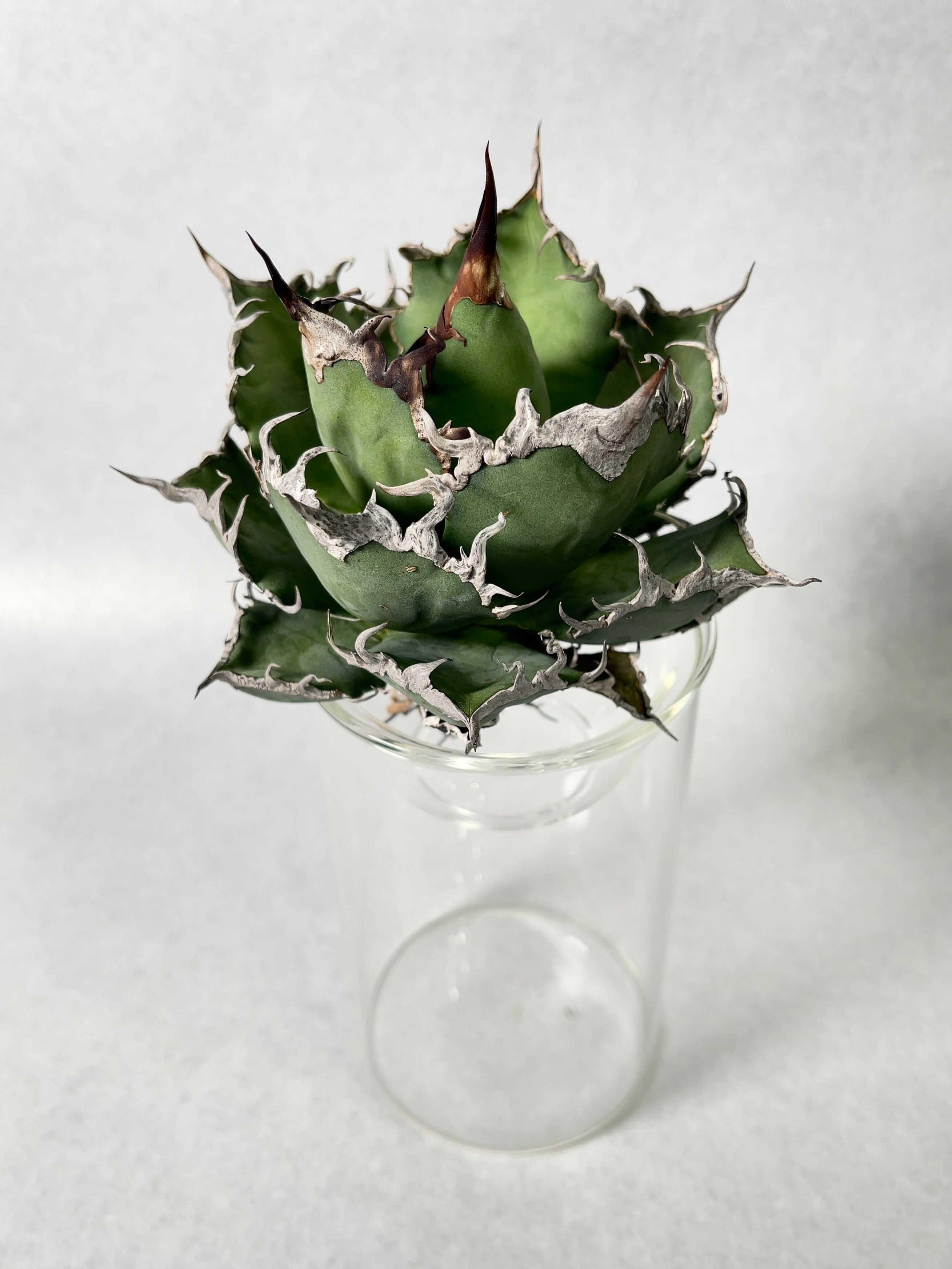 アガベ・シーザー 4(ML) | trigger