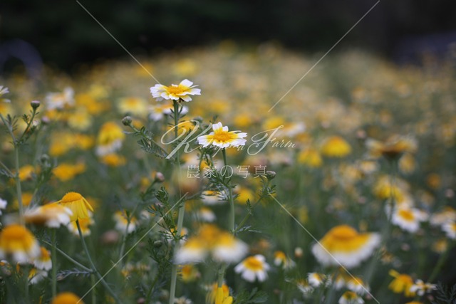180 春菊の花「食用花」