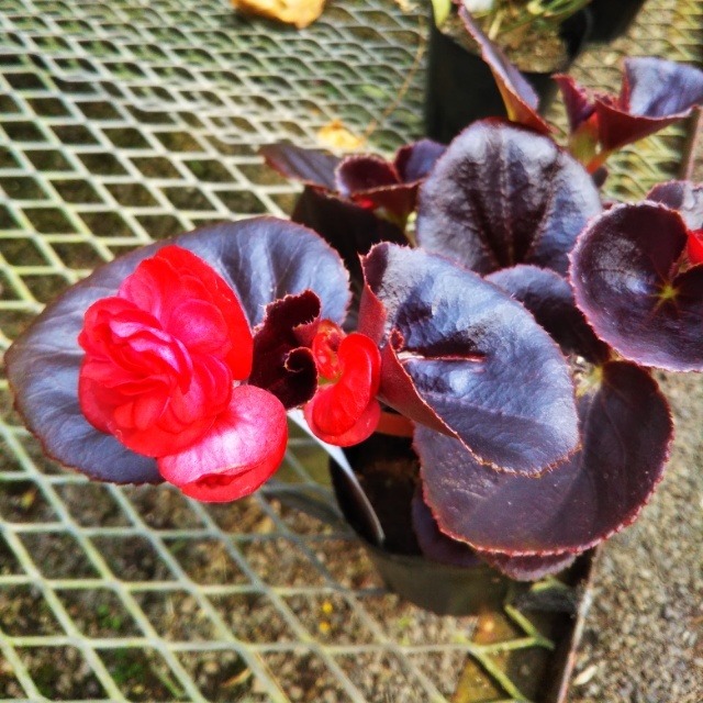 黒葉八重咲きベゴニア10 5cmポット苗 Hanazukin 花ずきん 農家直送の花苗 シンビジュームの花束 黒葉八重咲きベゴニア10 5cmポット苗 Hanazukin 花ずきん 農家直送の花苗 シンビジュームの花束