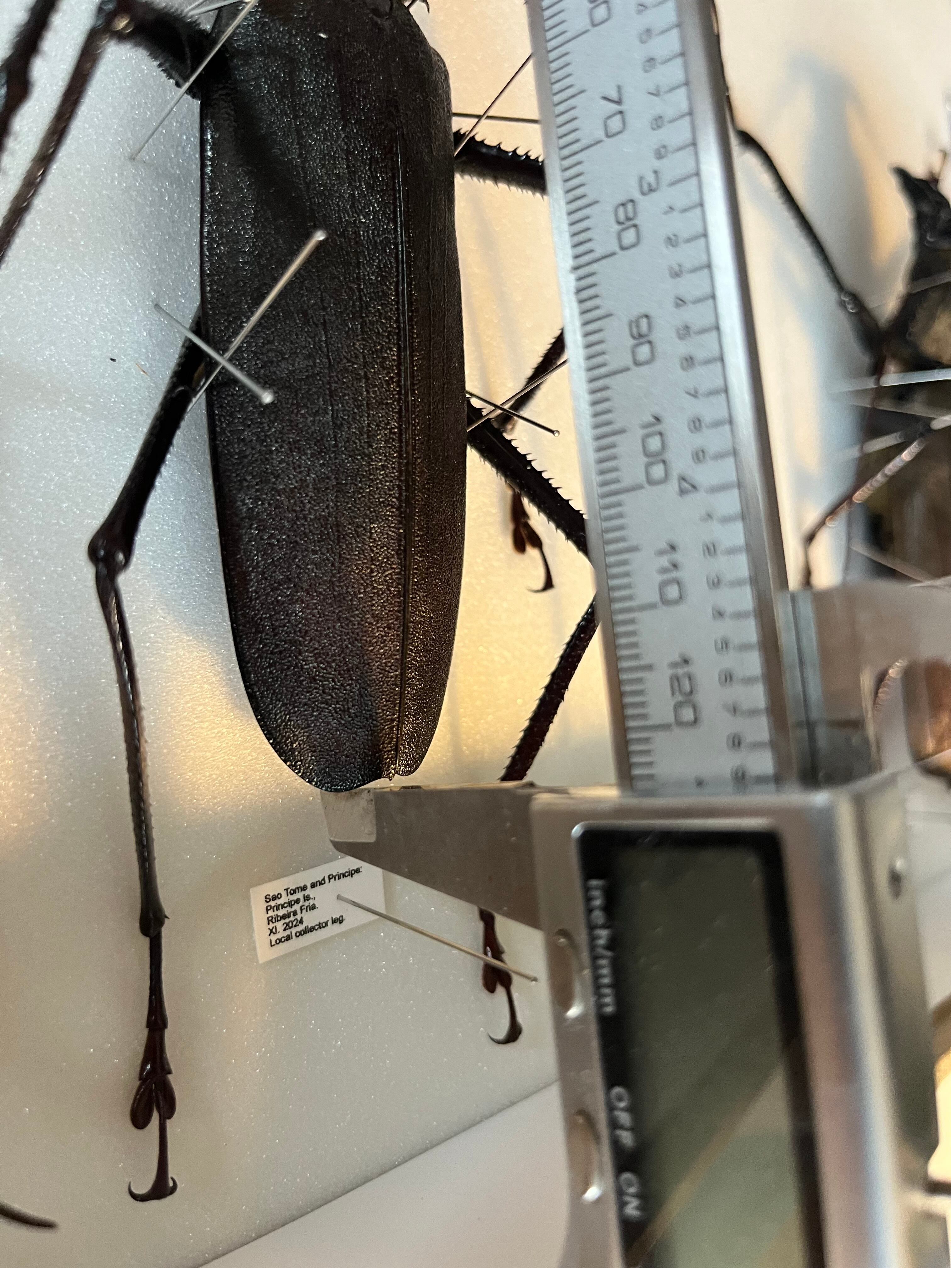 125mm♂】ハイエシオオウスバカミキリ ヘイズオオウスバカミキリ