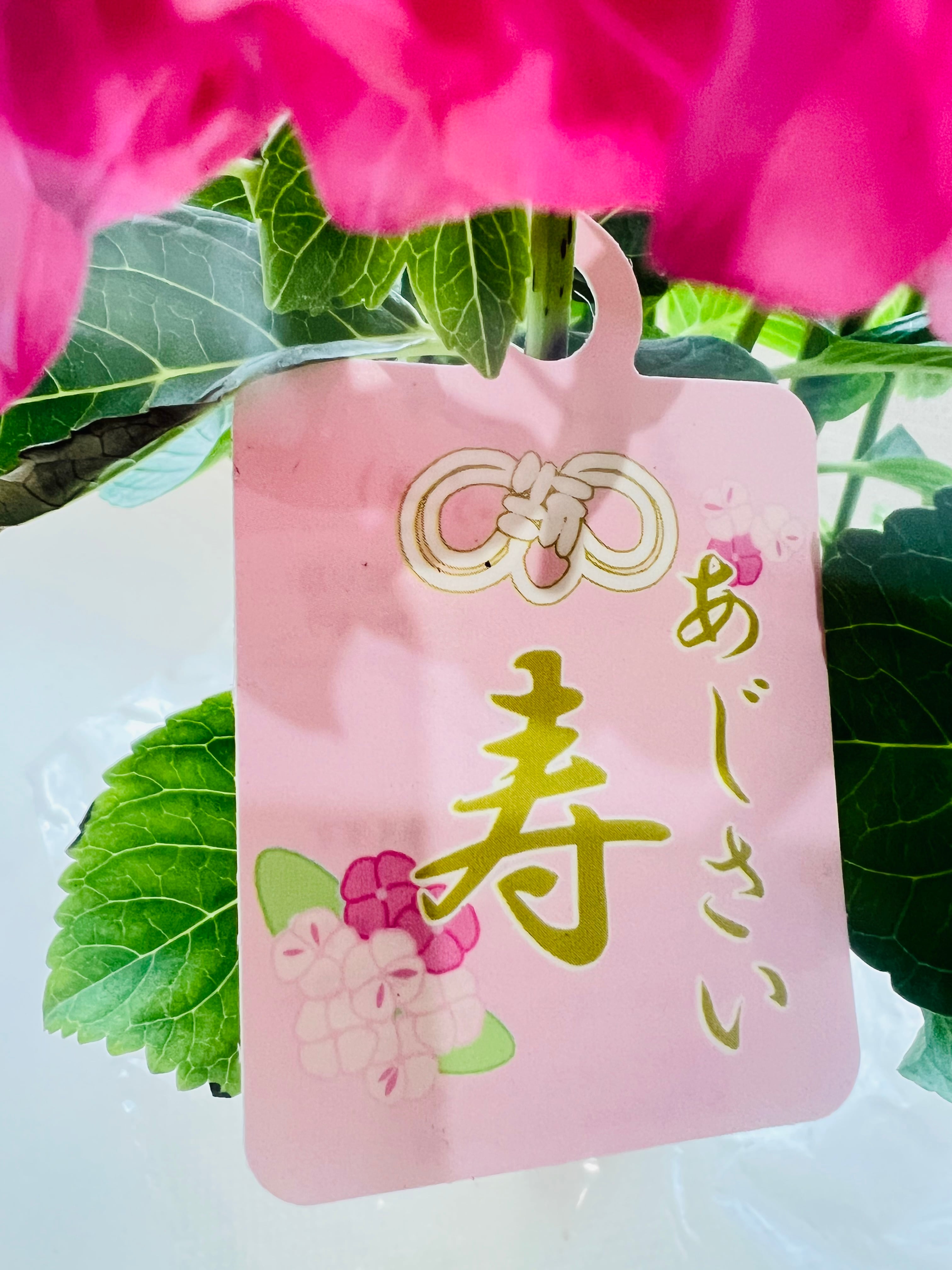 セール品! 紫陽花 寿 新品種 (4号)3色咲き 希少 アジサイ セール品! 紫陽花 寿 新品種 (4号)3色咲き 希少 アジサイ