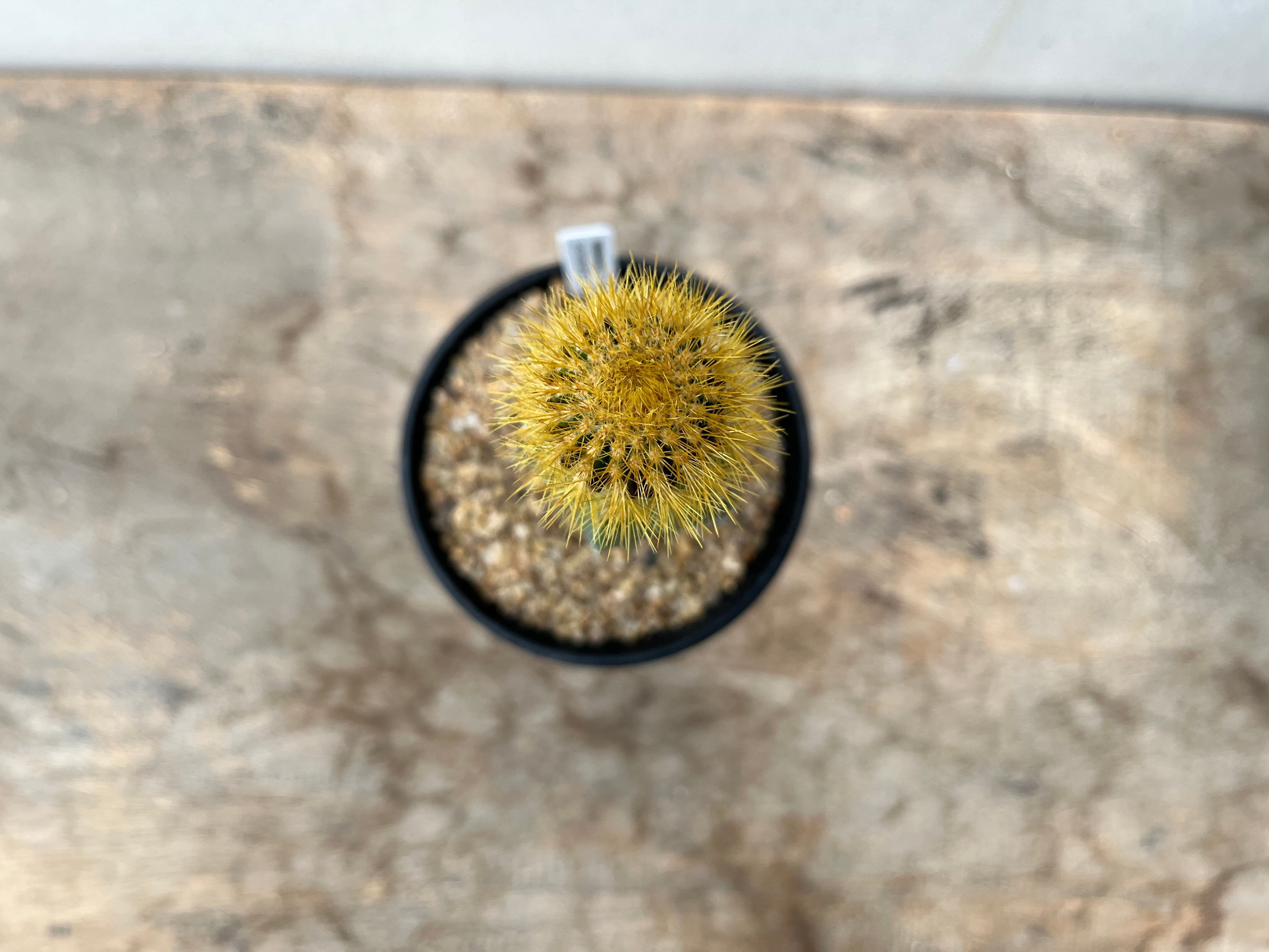 Uebelmannia pectinifera v. eriocactoides ユーベルマニア Uebelmannia pectinifera v. eriocactoides ユーベルマニア