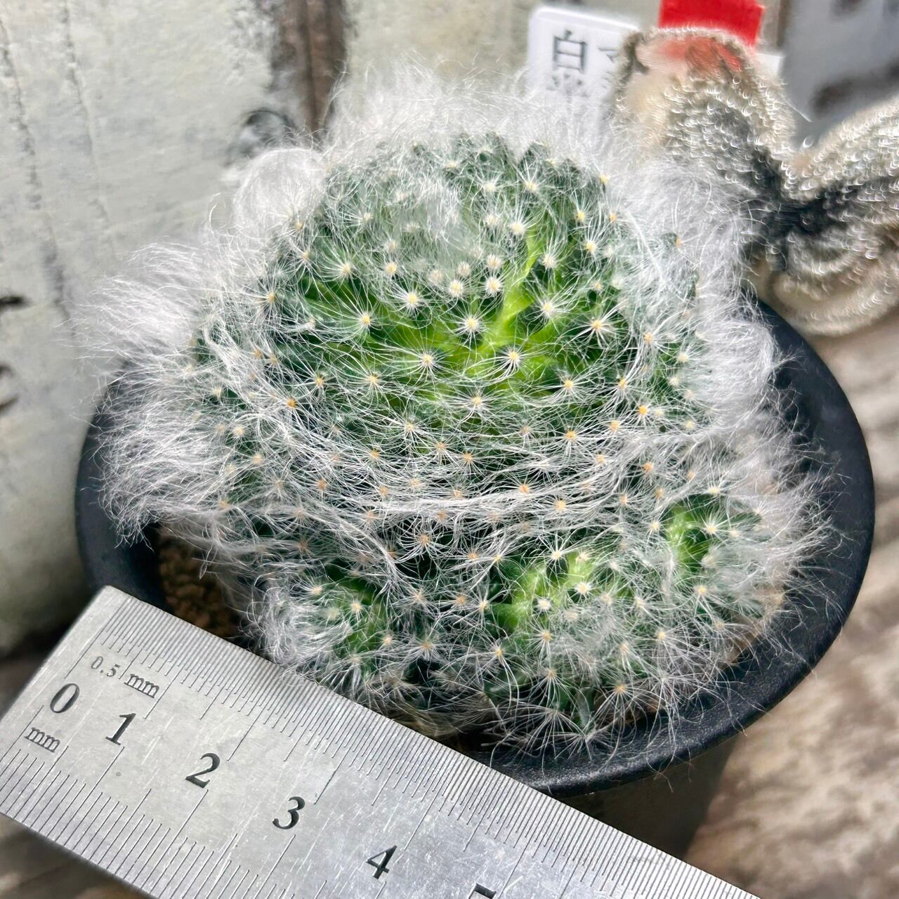 T)白光殿 | RuPo 多肉植物専門店