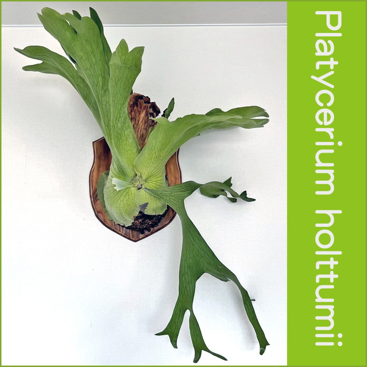 ビカクシダ ホルタミー 板付 【観葉植物 壁掛け コウモリラン】
