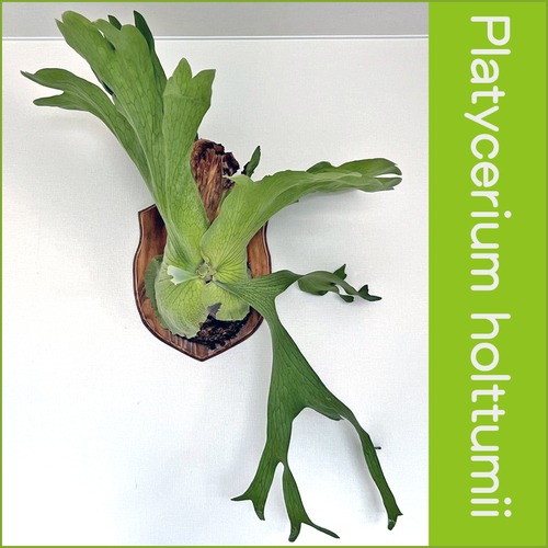 ビカクシダ ホルタミー 板付 【観葉植物 壁掛け コウモリラン】